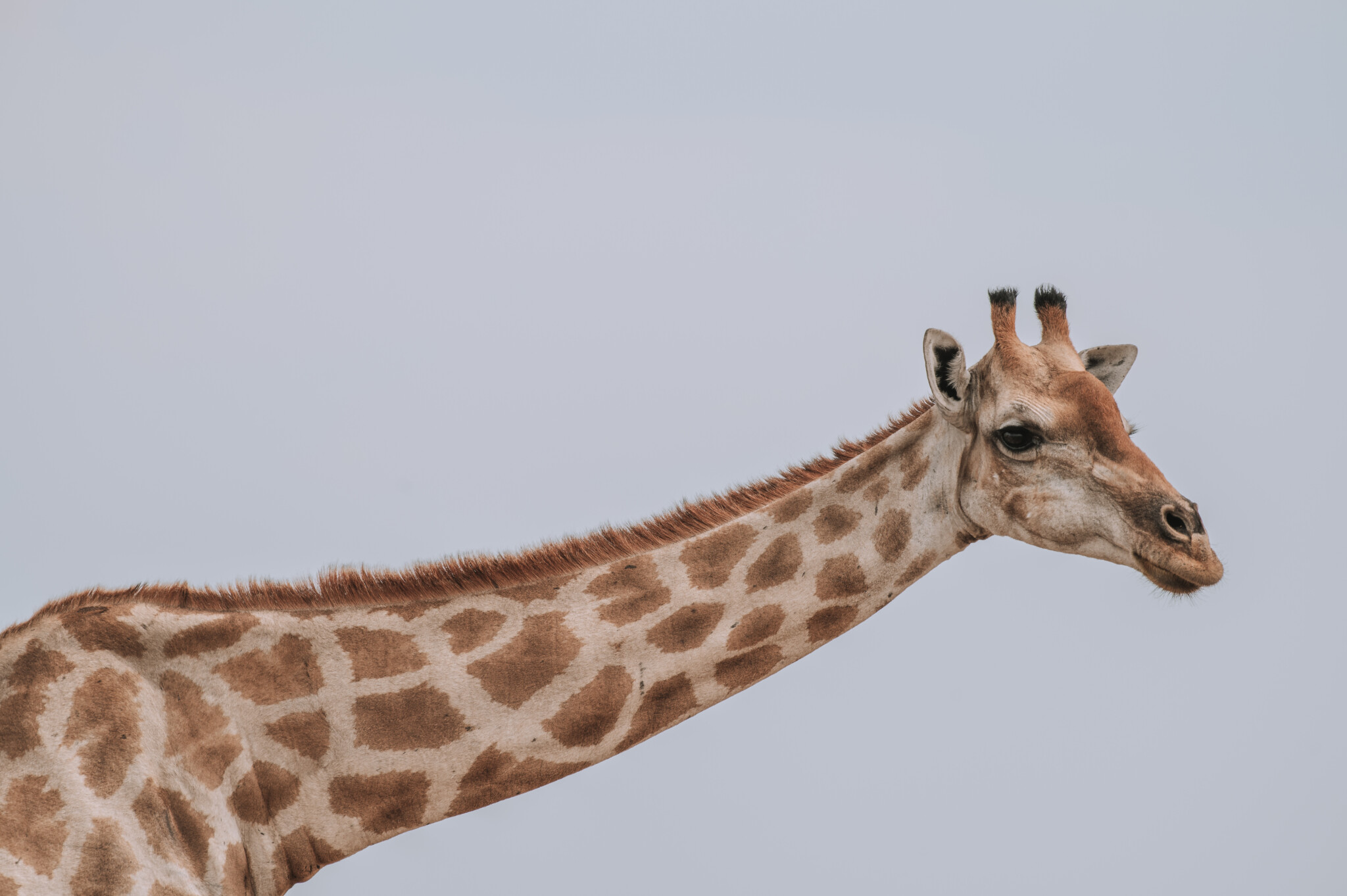 Giraffe im Etosha Nationalpark