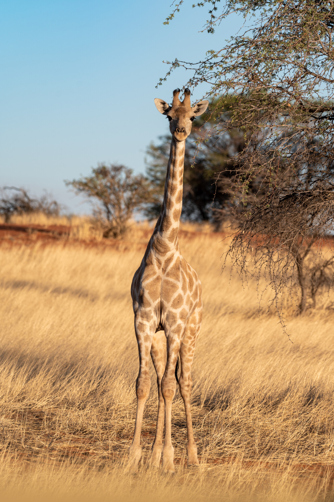 Baby-Giraffe in Namibia