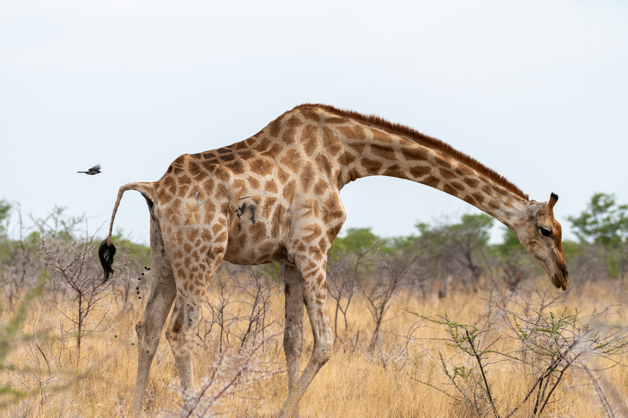 Giraffe in Namibia