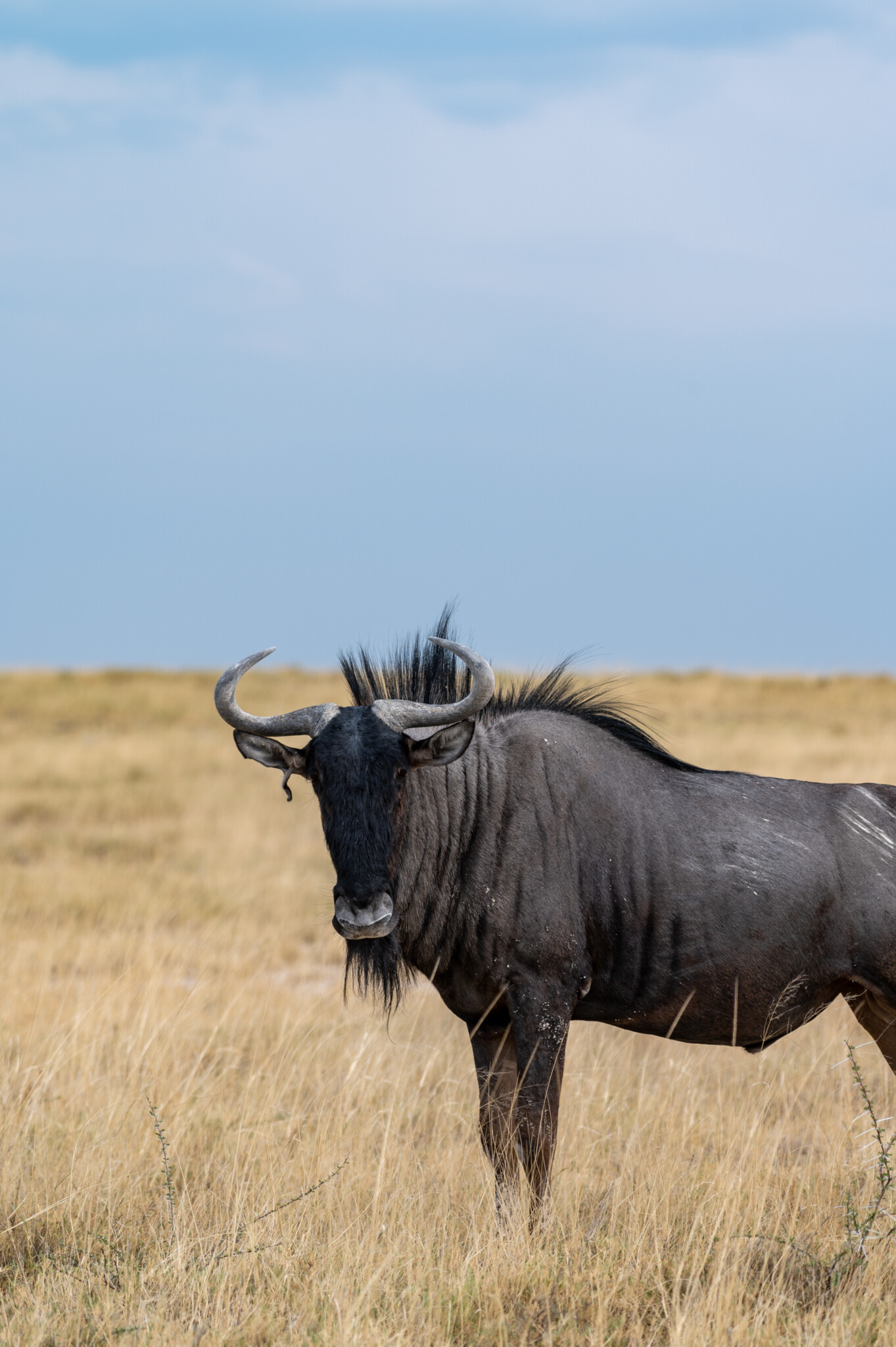 Namibia Sehenswürdigkeiten: Etosha Nationalpark