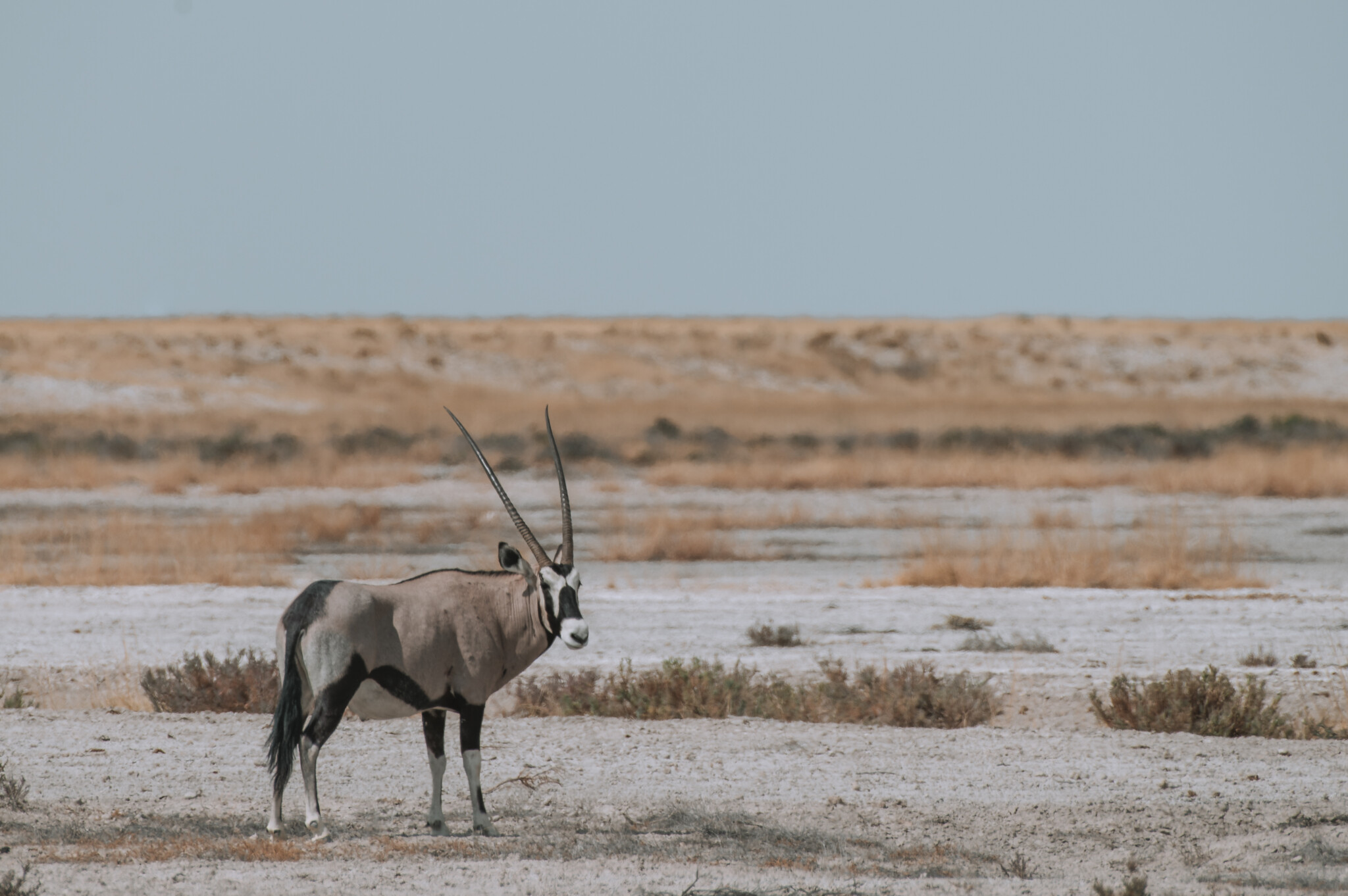 Ein Kudu in freier Wildbahn