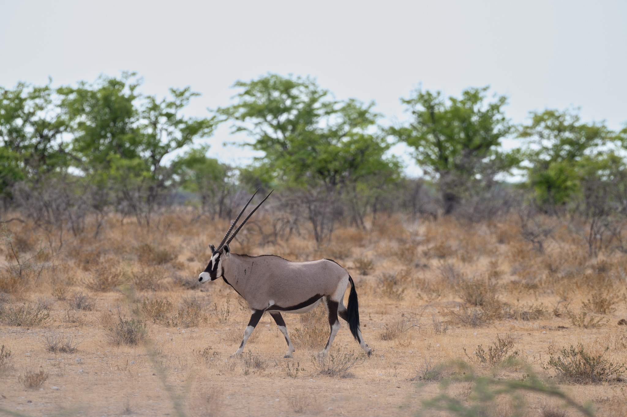 Oryx auf Safari in Namibia