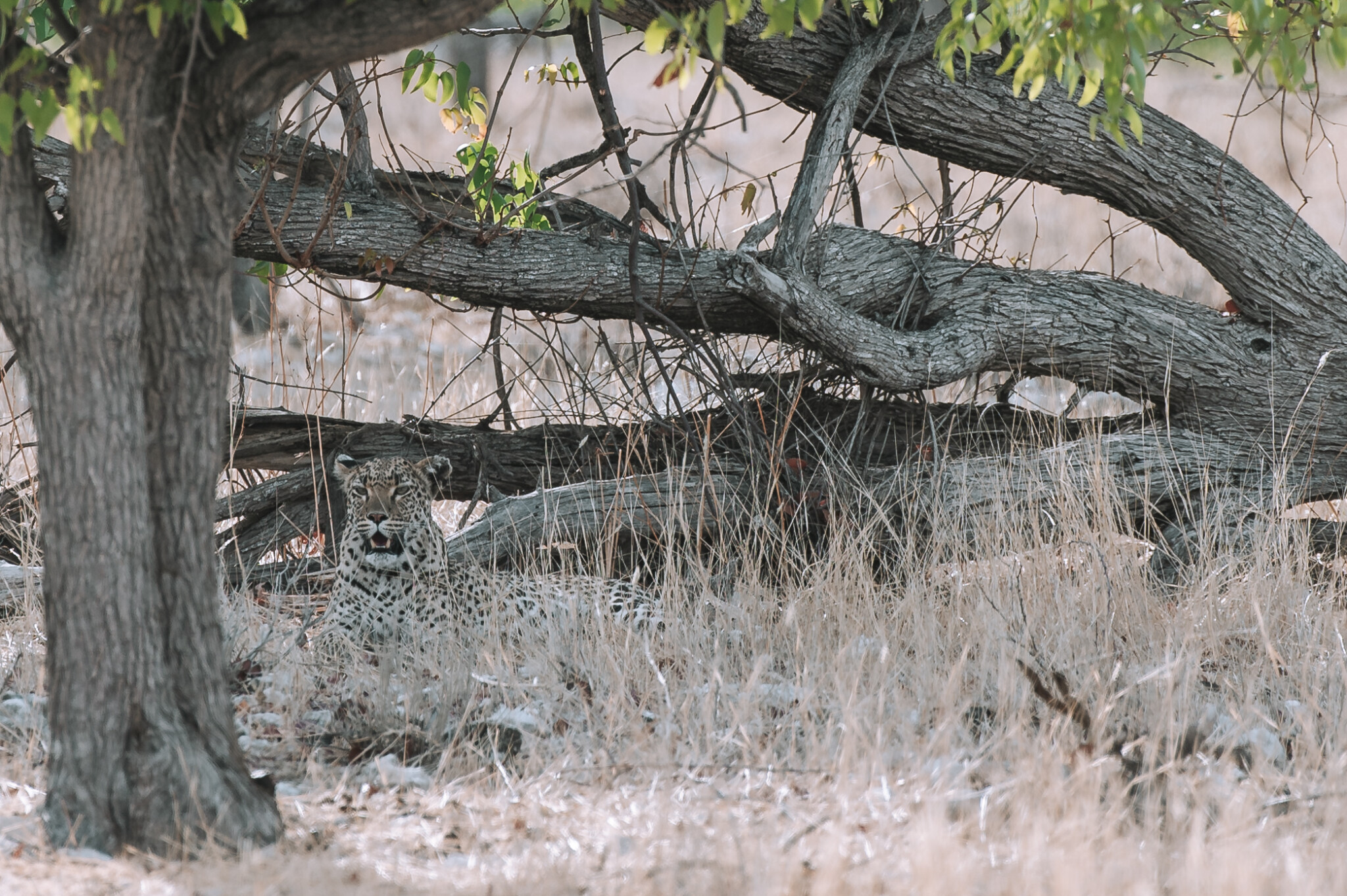 Leopard im Etosha Nationalpark in Namibia