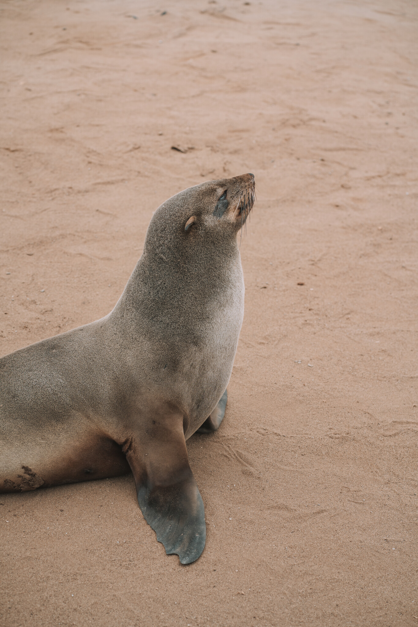 Robben in Namibia