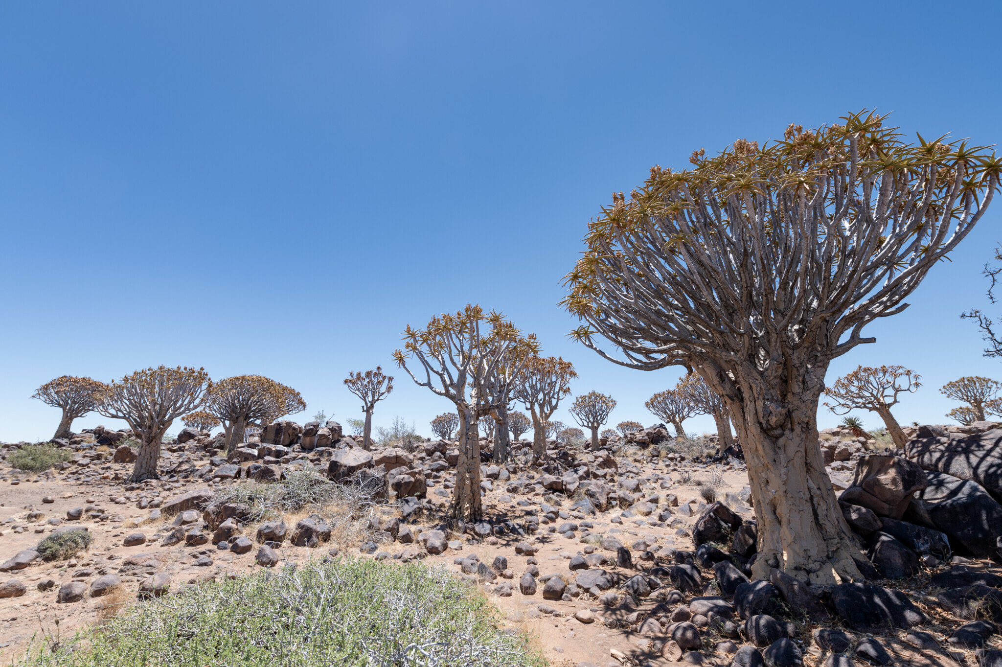 Köcherbaumwald in Namibia - TOP Sehenswürdigkeit