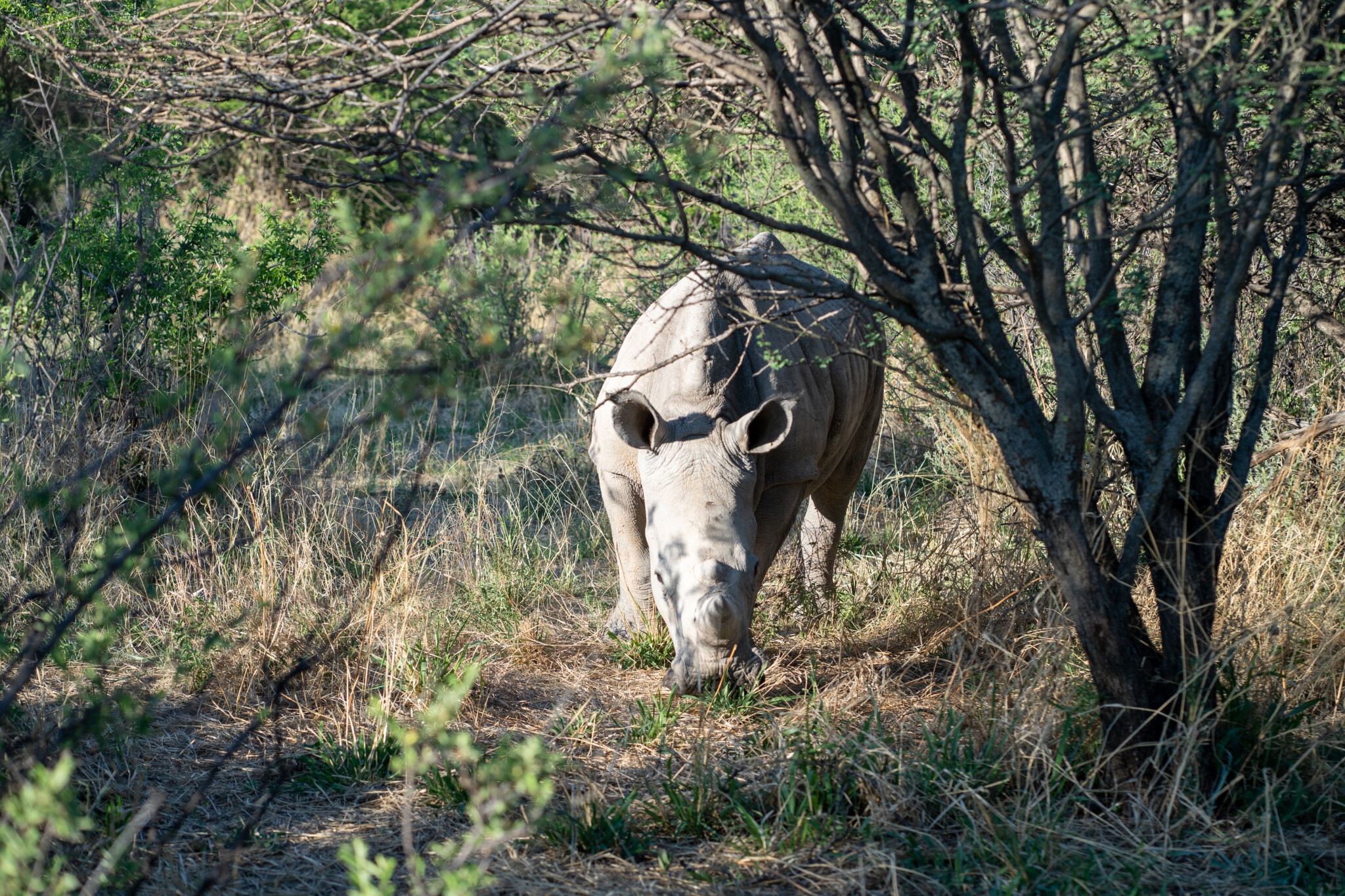 Safari auf dem Waterberg-Plateau