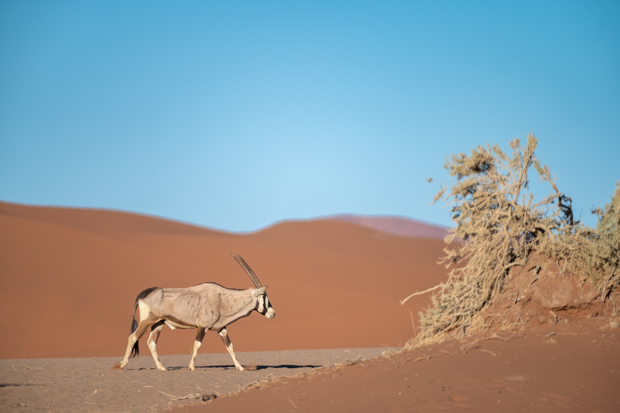 Sossusvlei Anreise