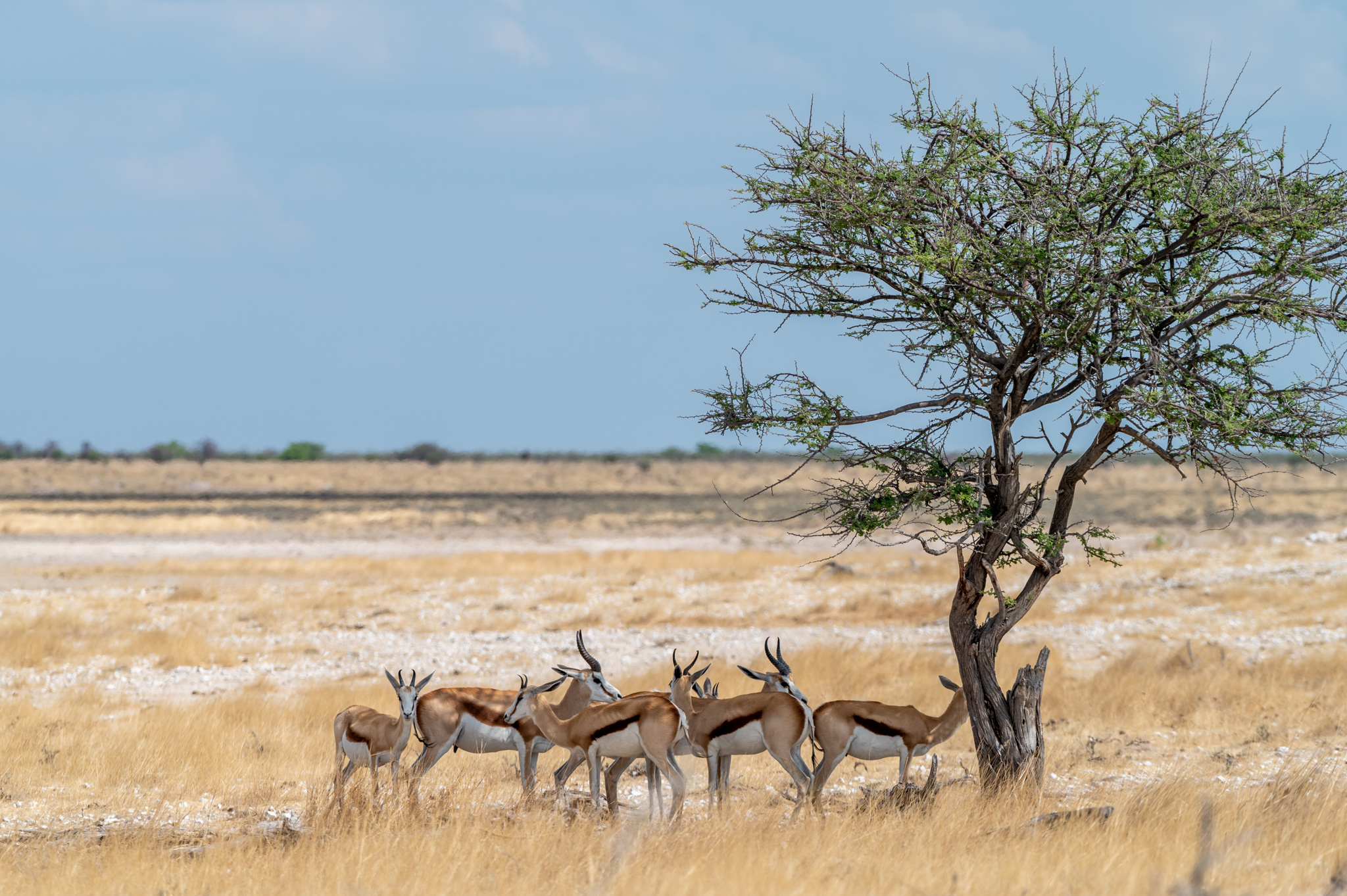 Safari in Namibia