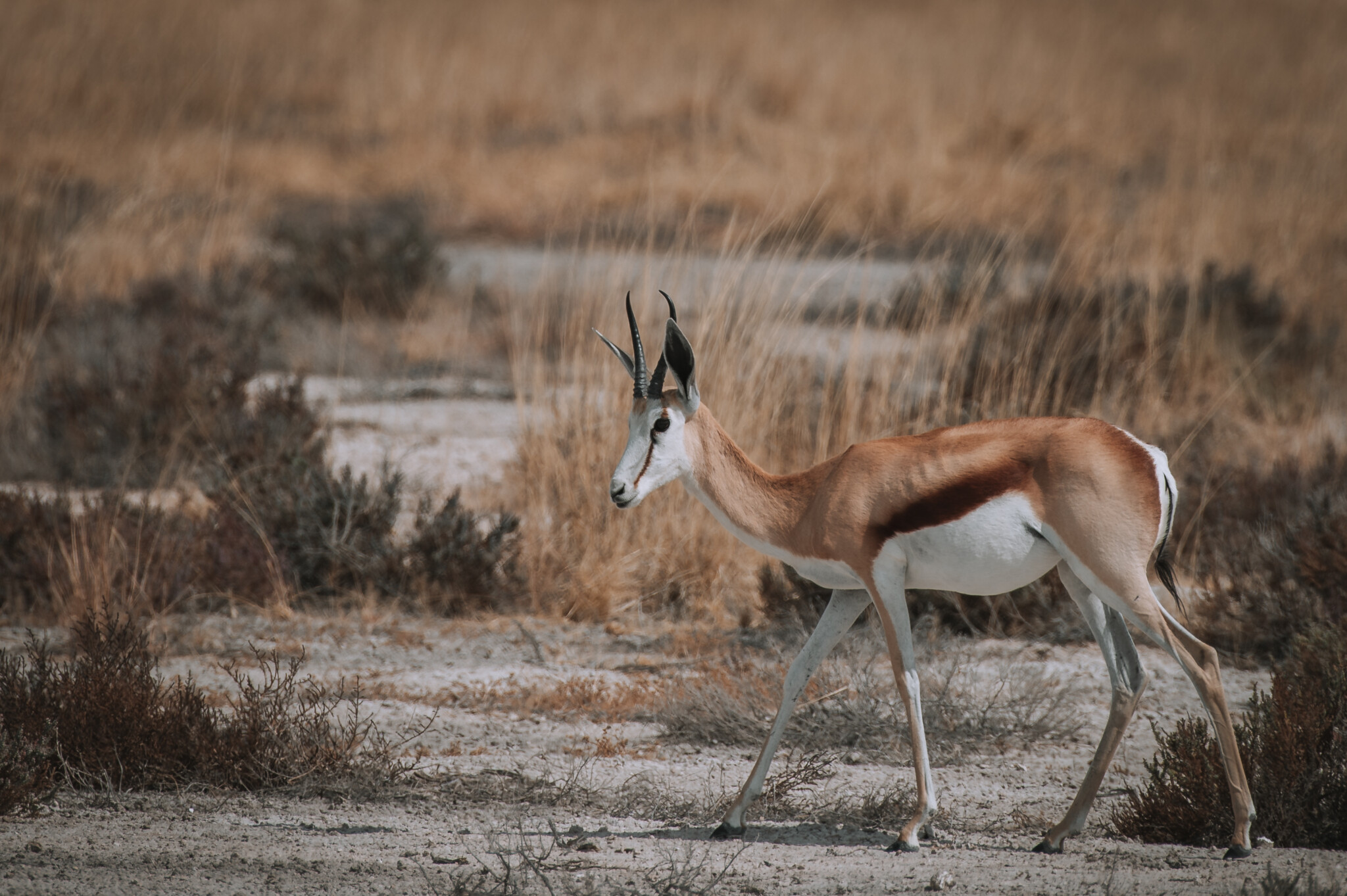 Springböcke in der Kalahari