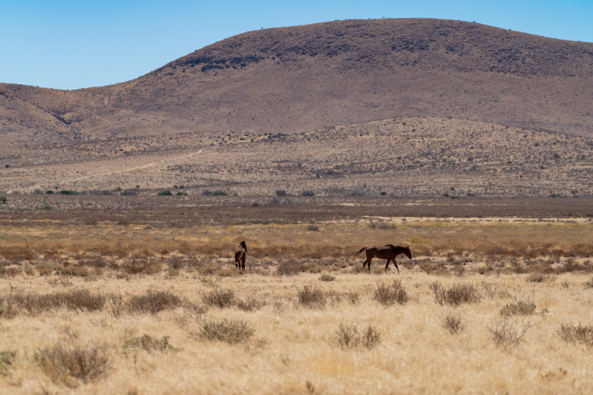 Namibias Wildpferde