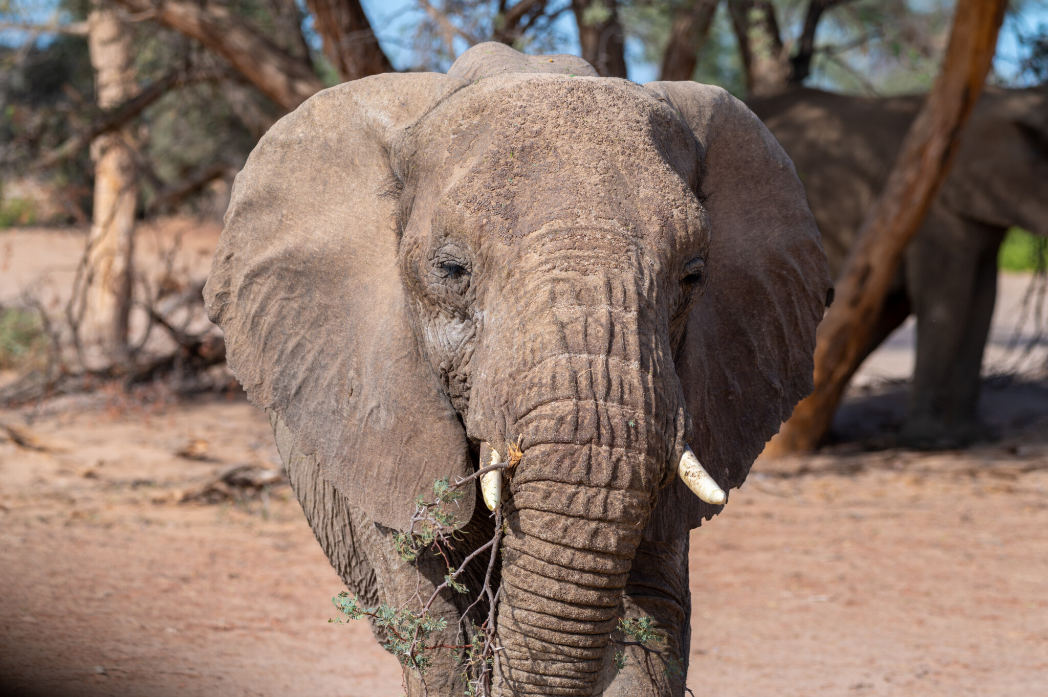 Elefanten in Namibia