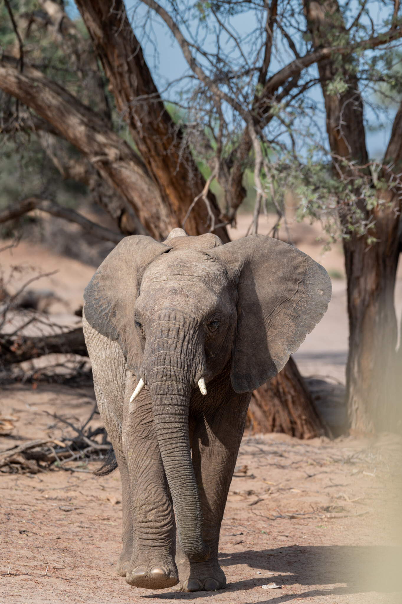 Wüstenelefanten in Damaraland