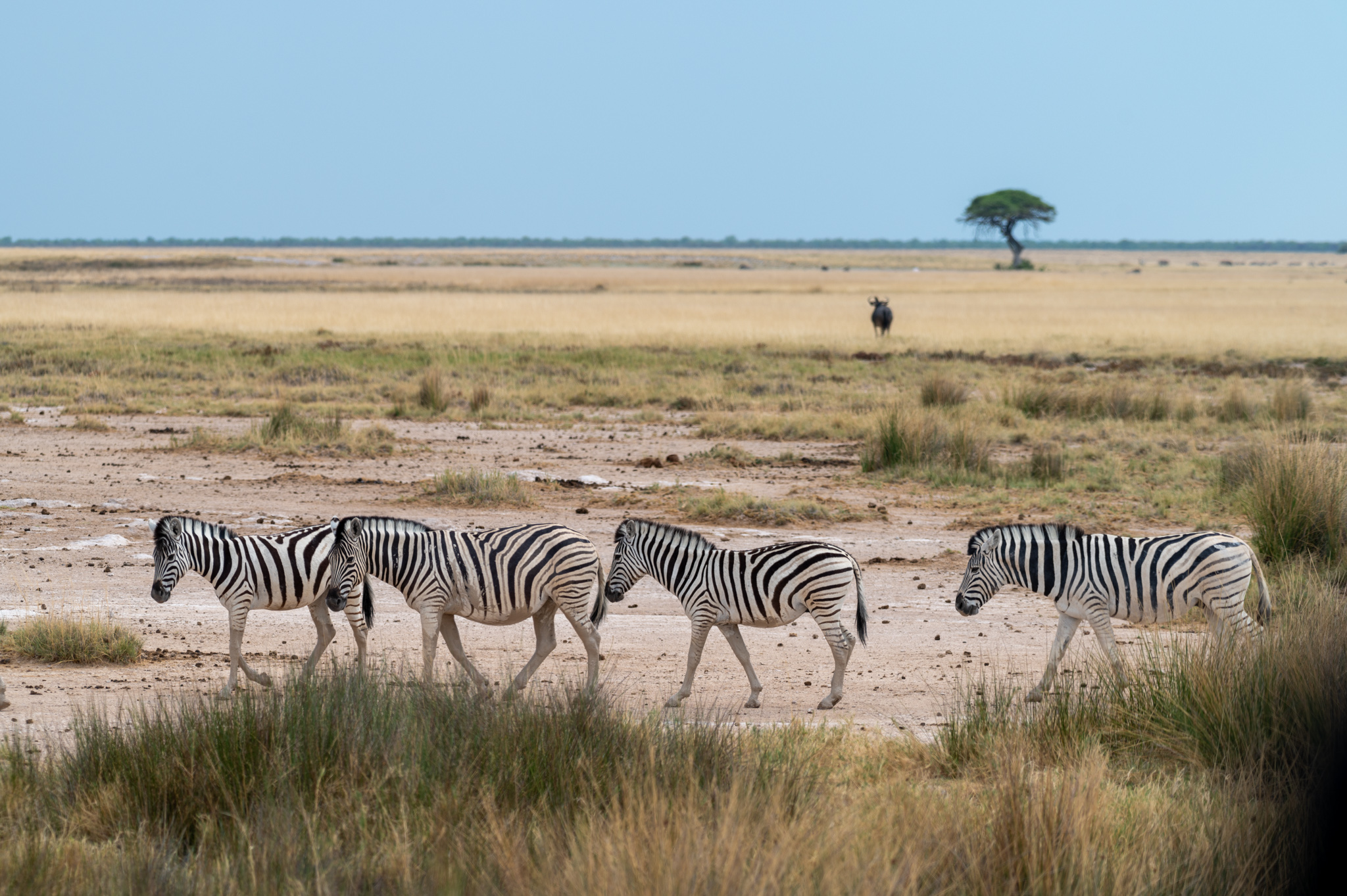 Zebras im Etosha Nationalpark