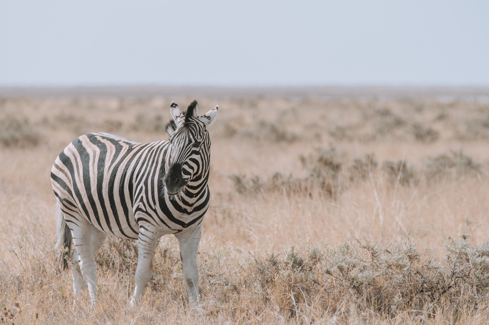 Zebra-Spotting auf Safari in Afrika