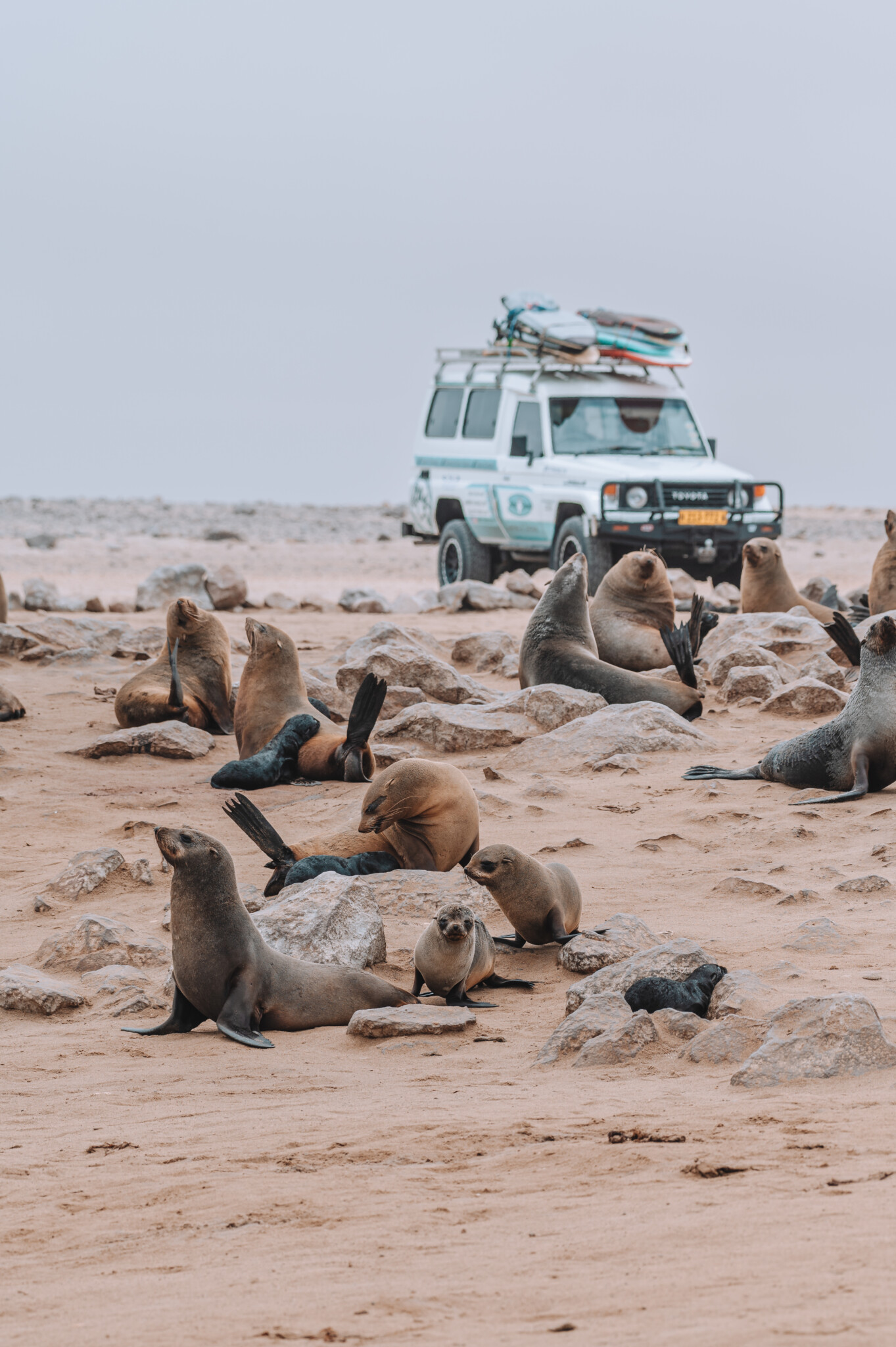 Cape Cross in Namibia