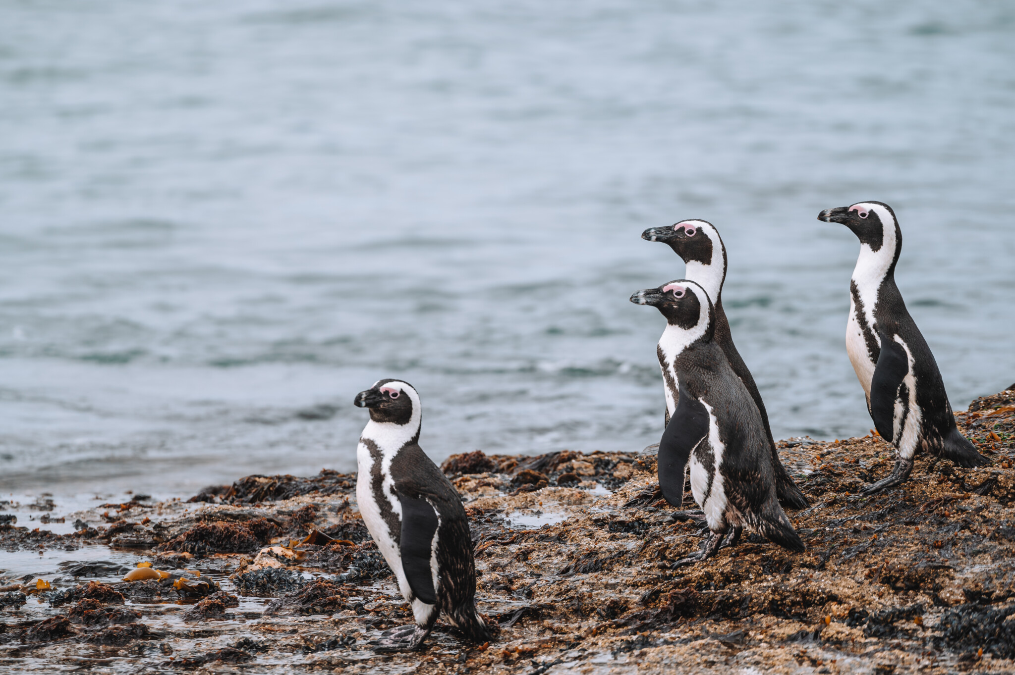 Penguin Island in Lüderitz