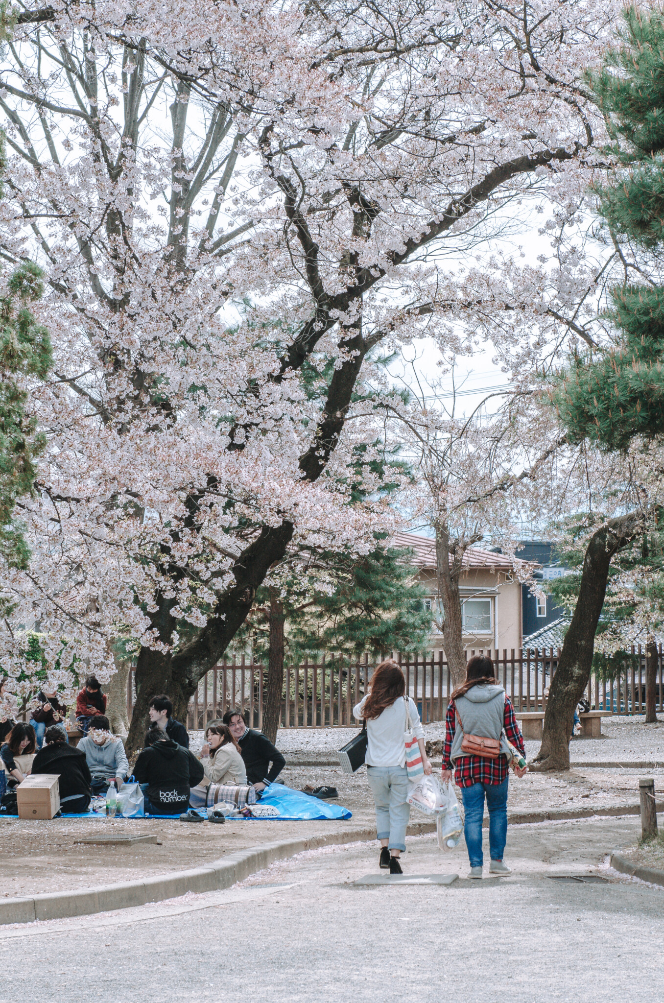 Hanami in Matsumoto