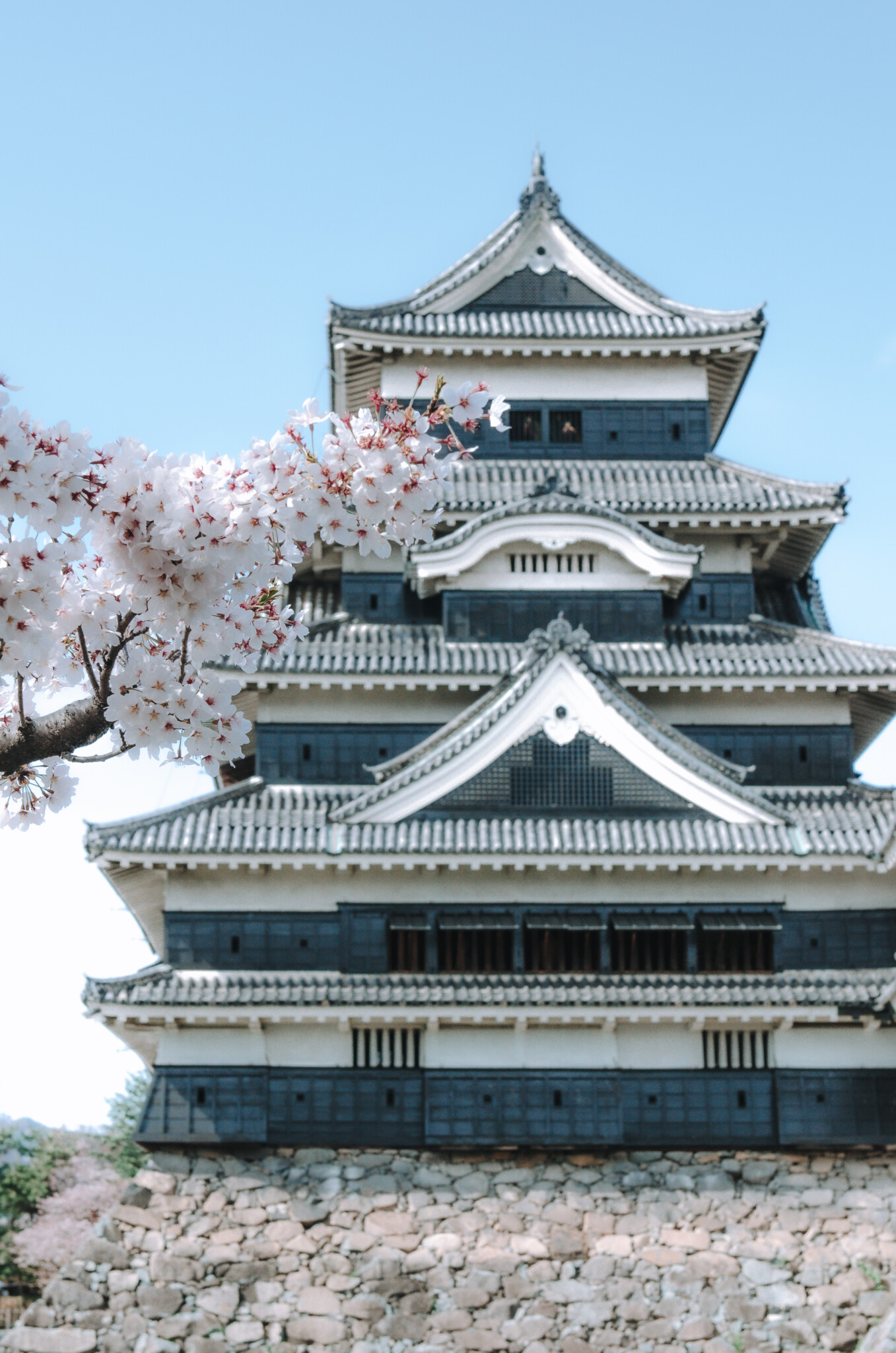 Burg Matsumoto zur Kirschblüte