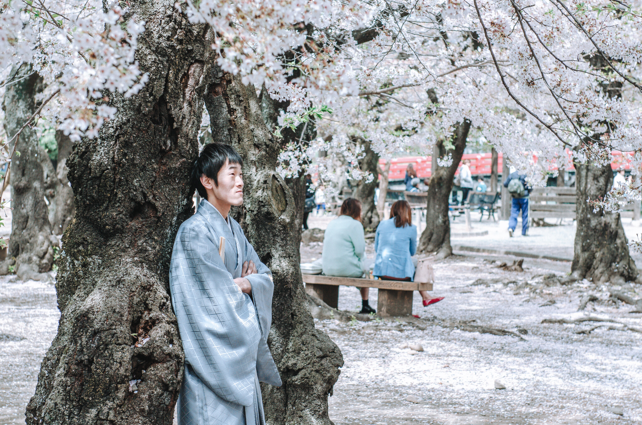 Hanami zur Kirschblüte in Matsumoto