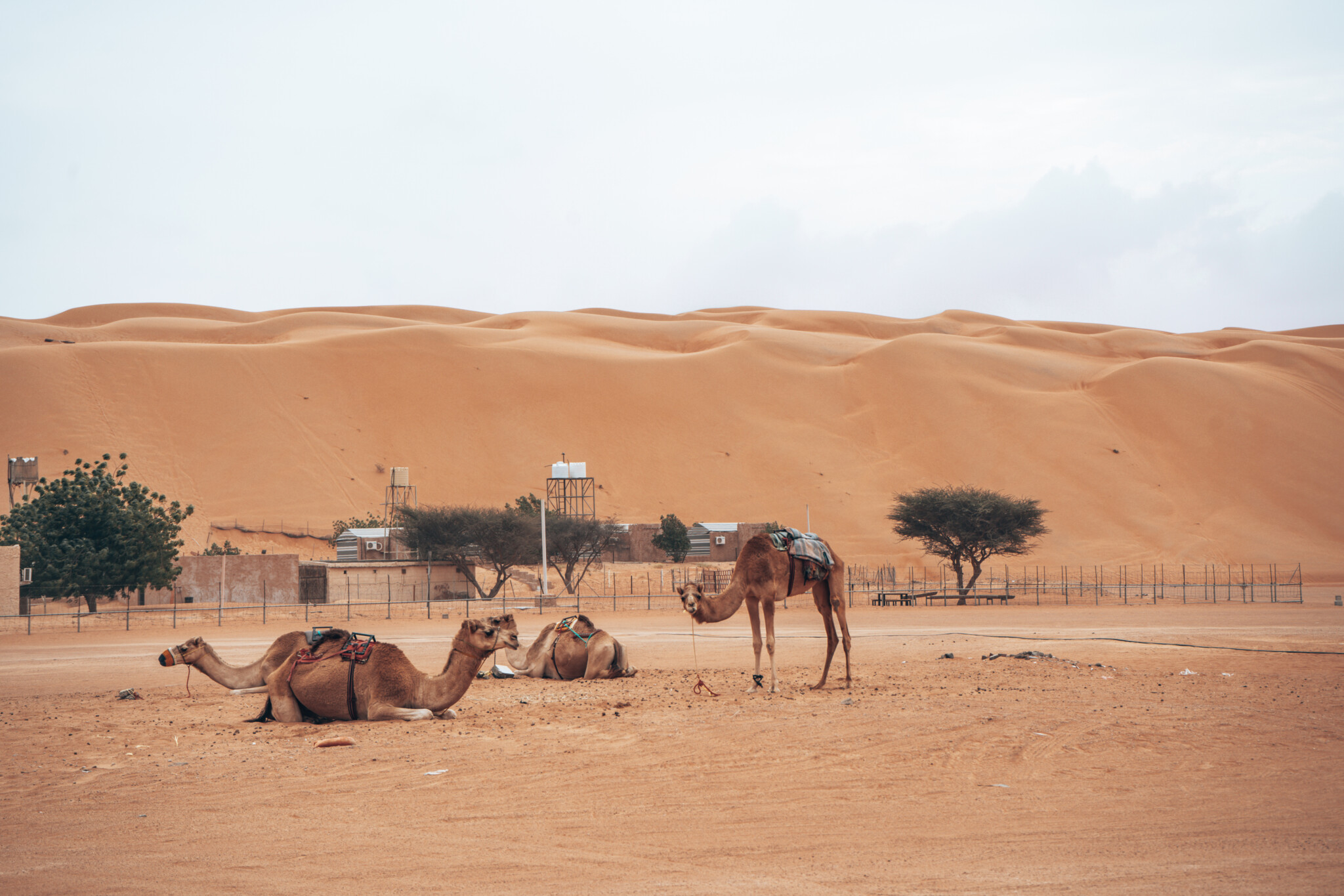Kamele in der Wahiba Sands Wüste im Oman