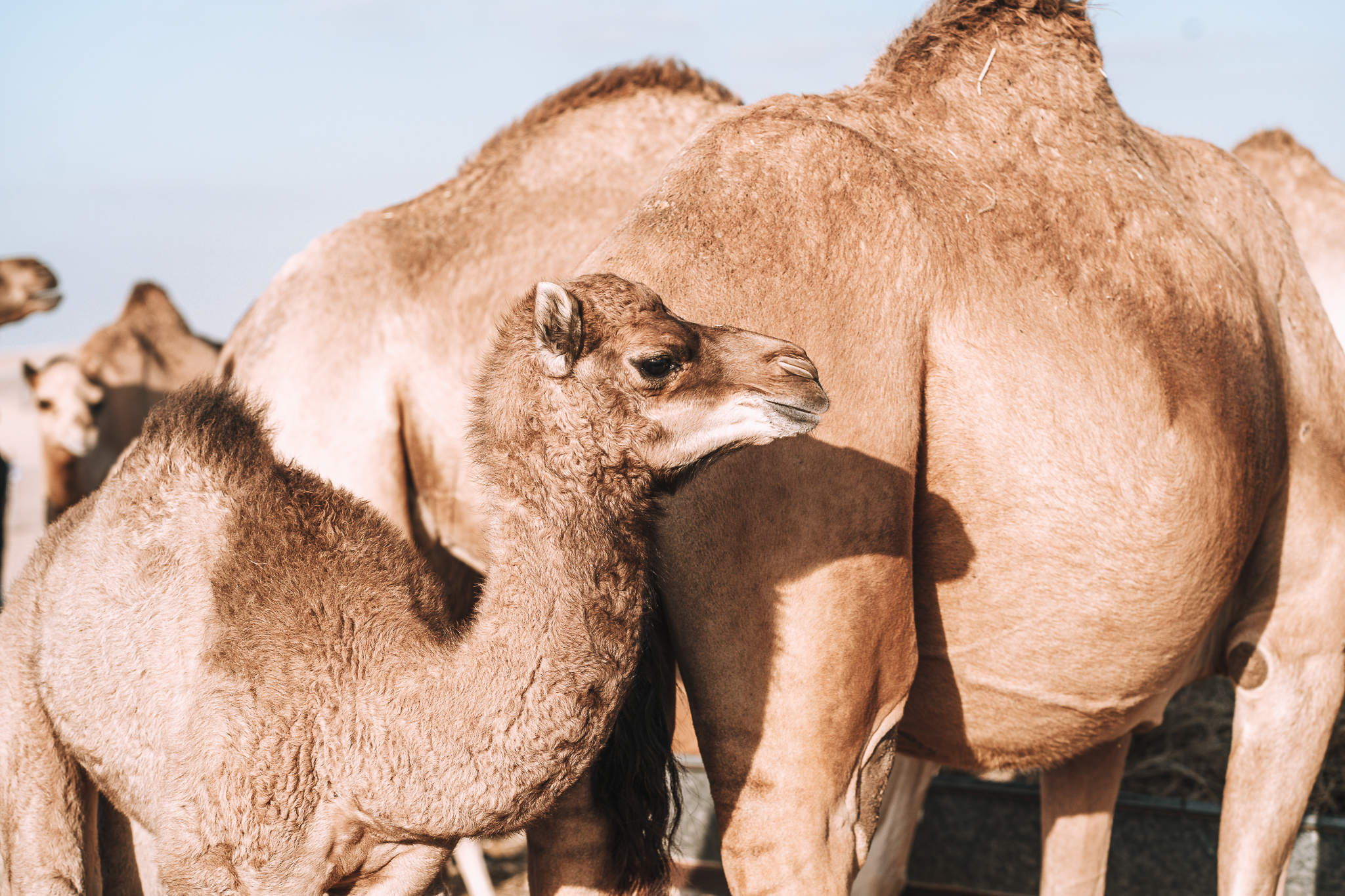 Kamele in der Wüste in Abu Dhabi