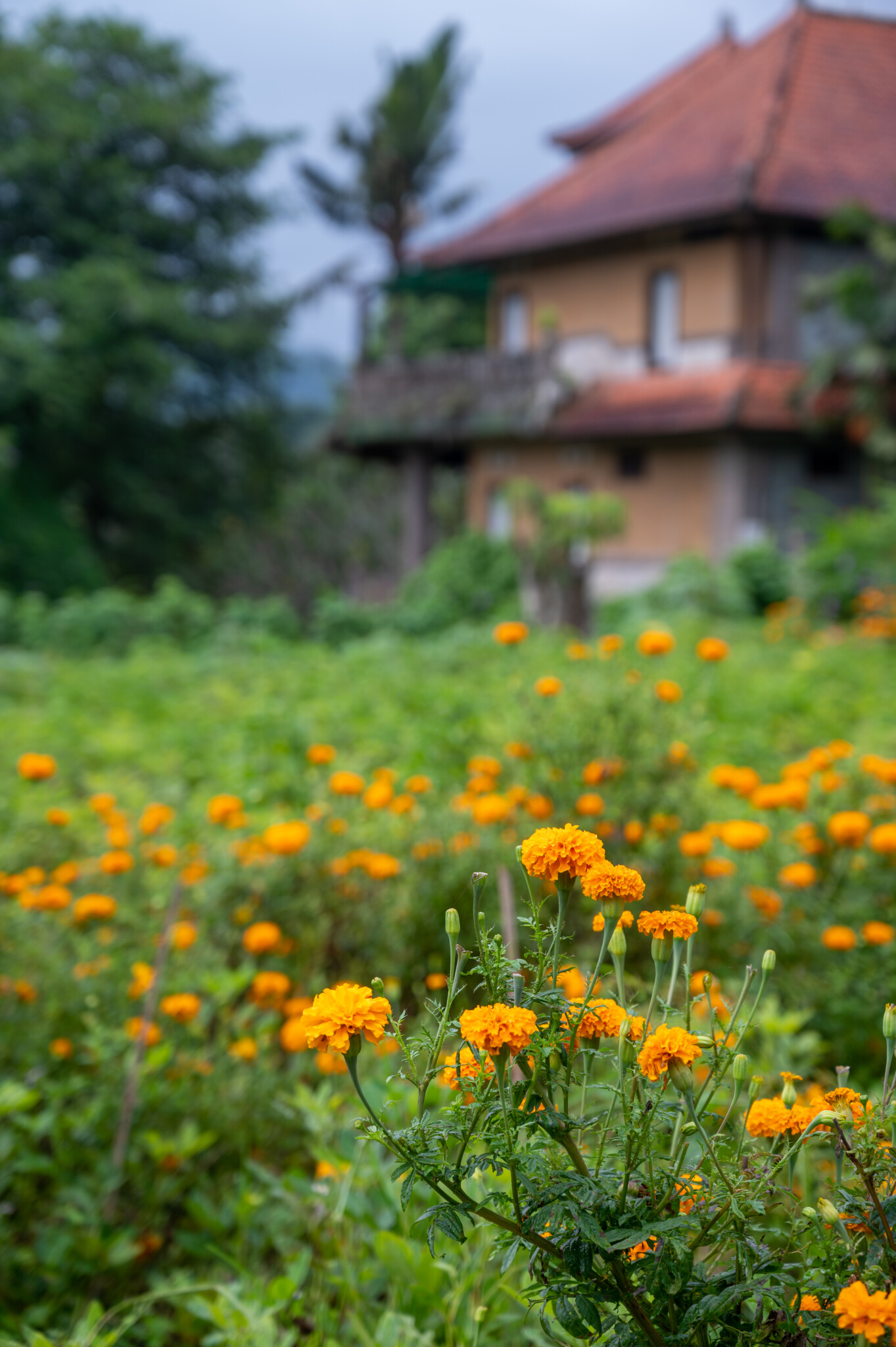 Blumenfeld auf Bali