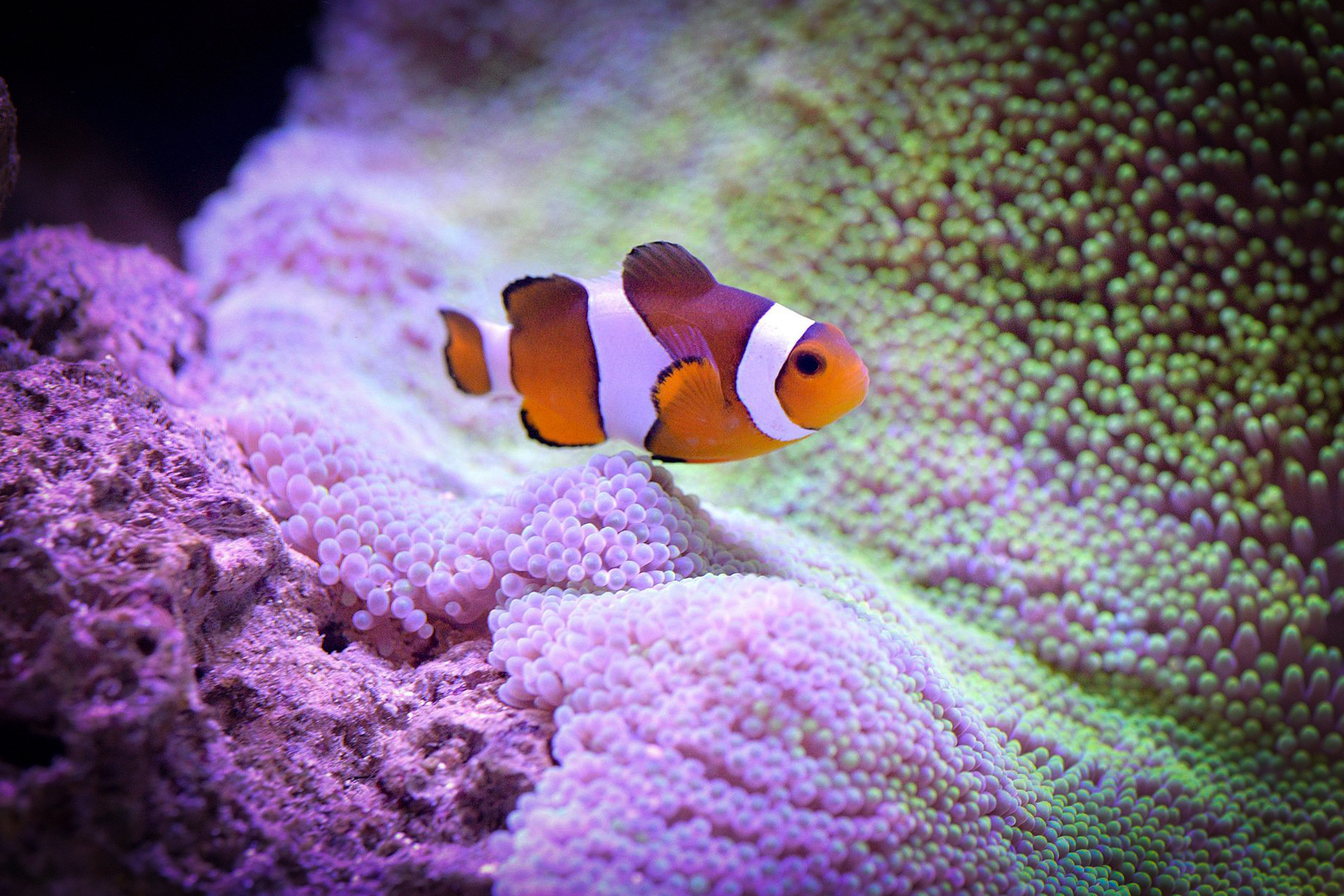Clownfisch im L'Aquarium Barcelona