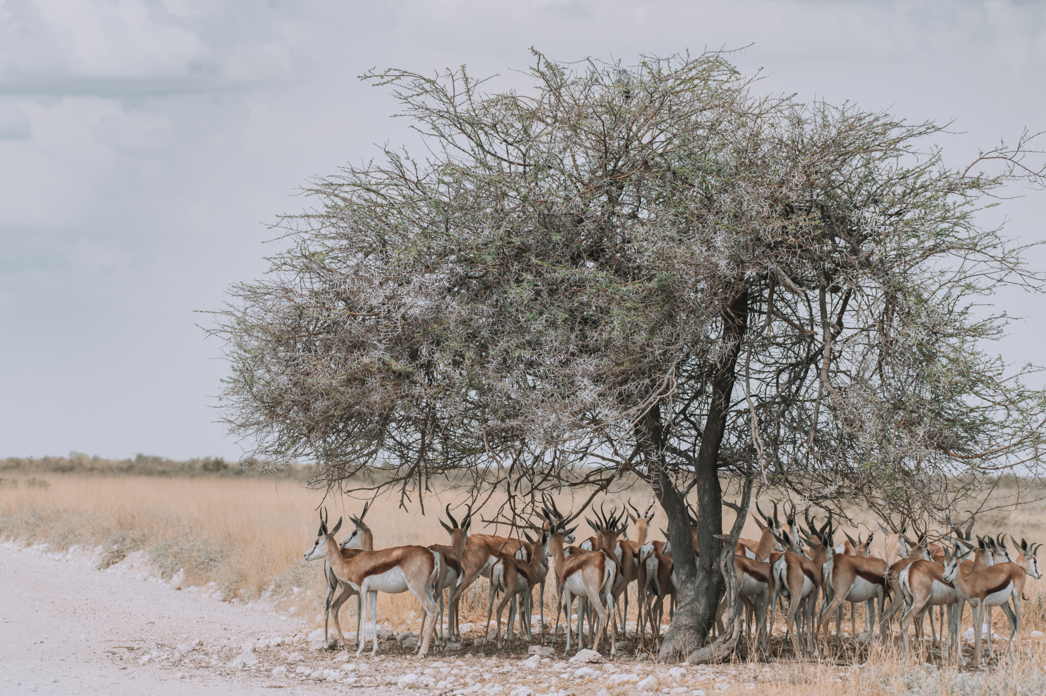 Tiere im Etosha-Nationalpark