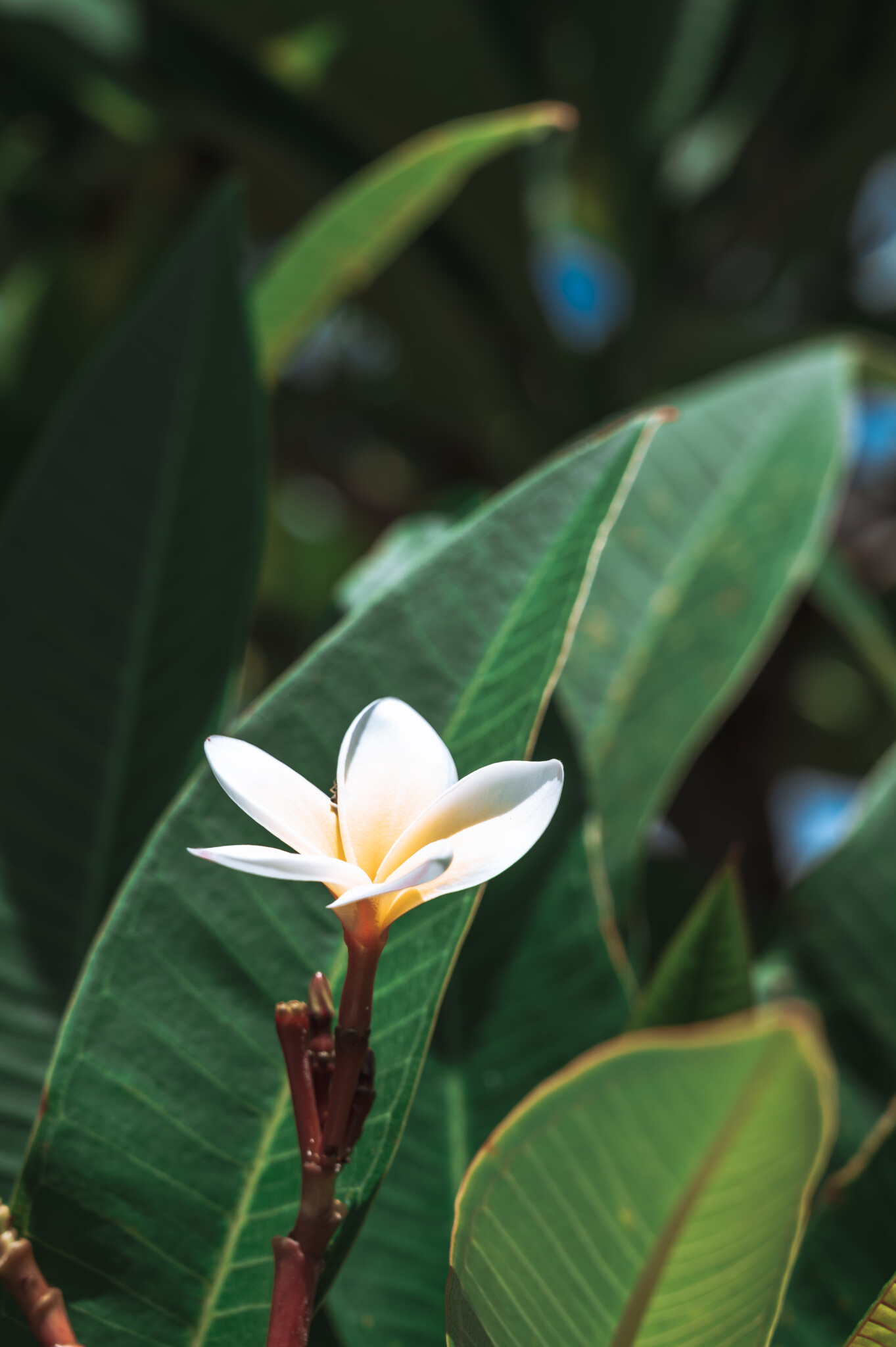 Frangipani auf Bali