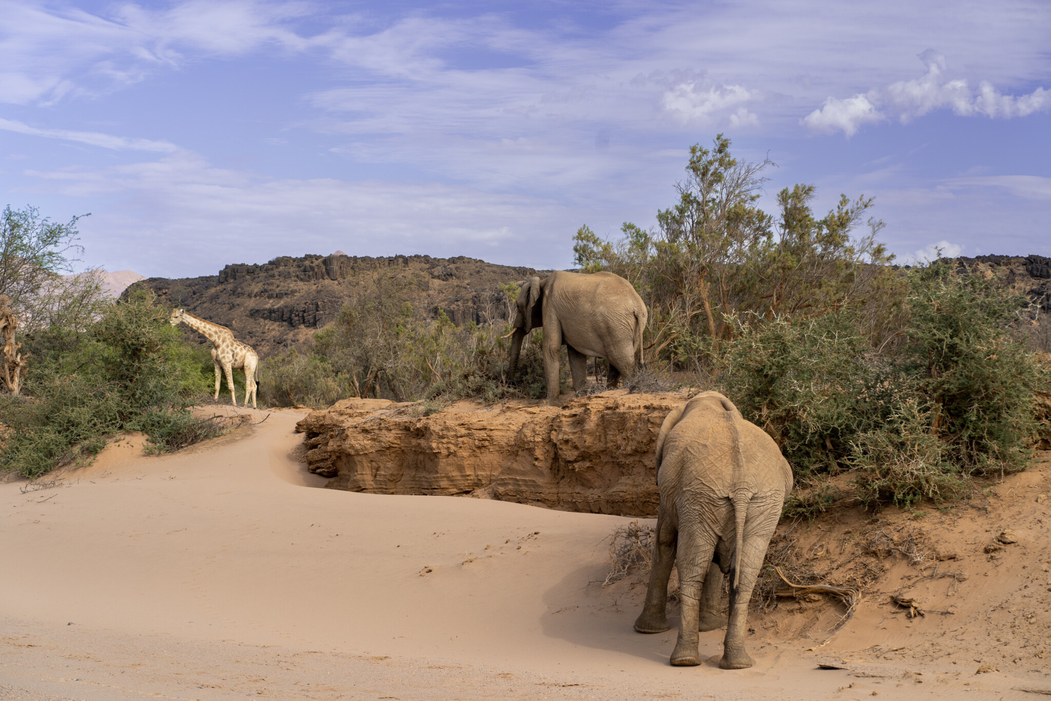 Elefanten in Damaraland