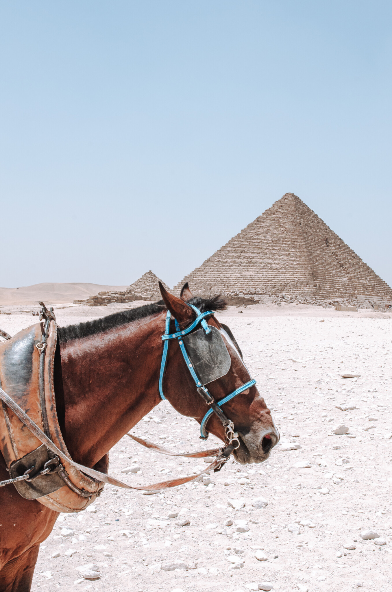 Ein Kutschenpferd hilt beim Transport bei den Pyramiden