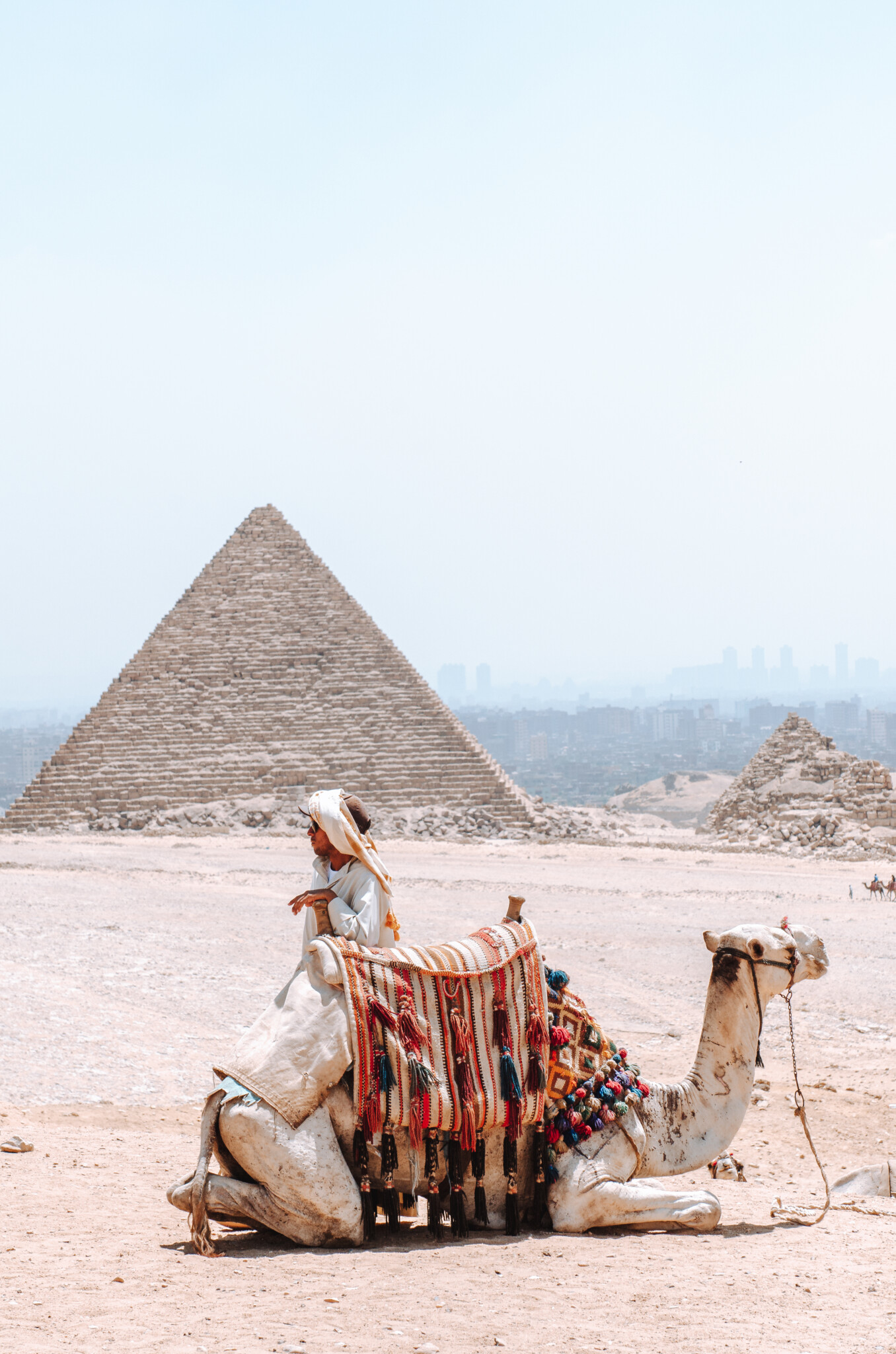 Ein Kamel bei den Pyramiden von Gizeh