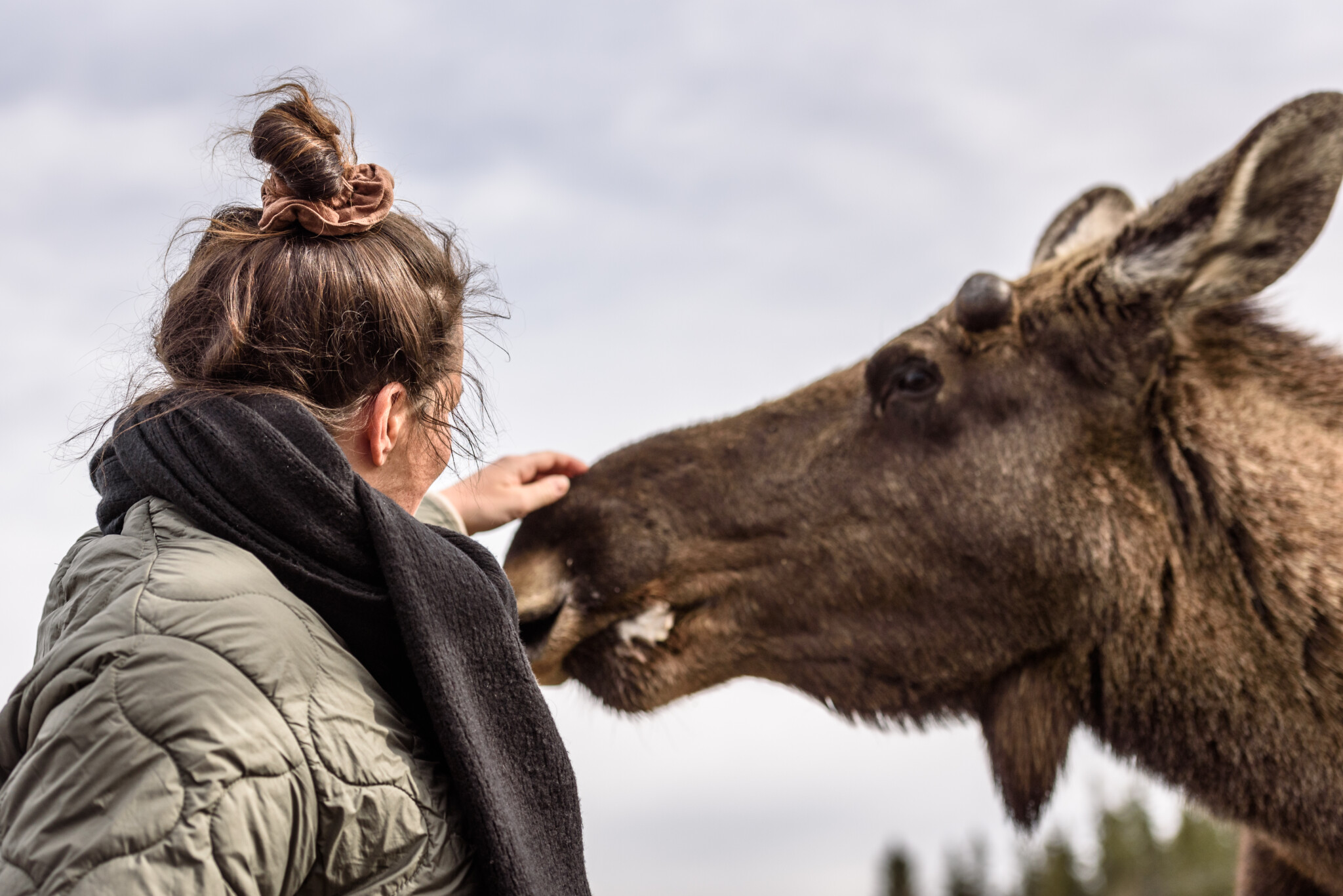 Moose Garden in Schweden
