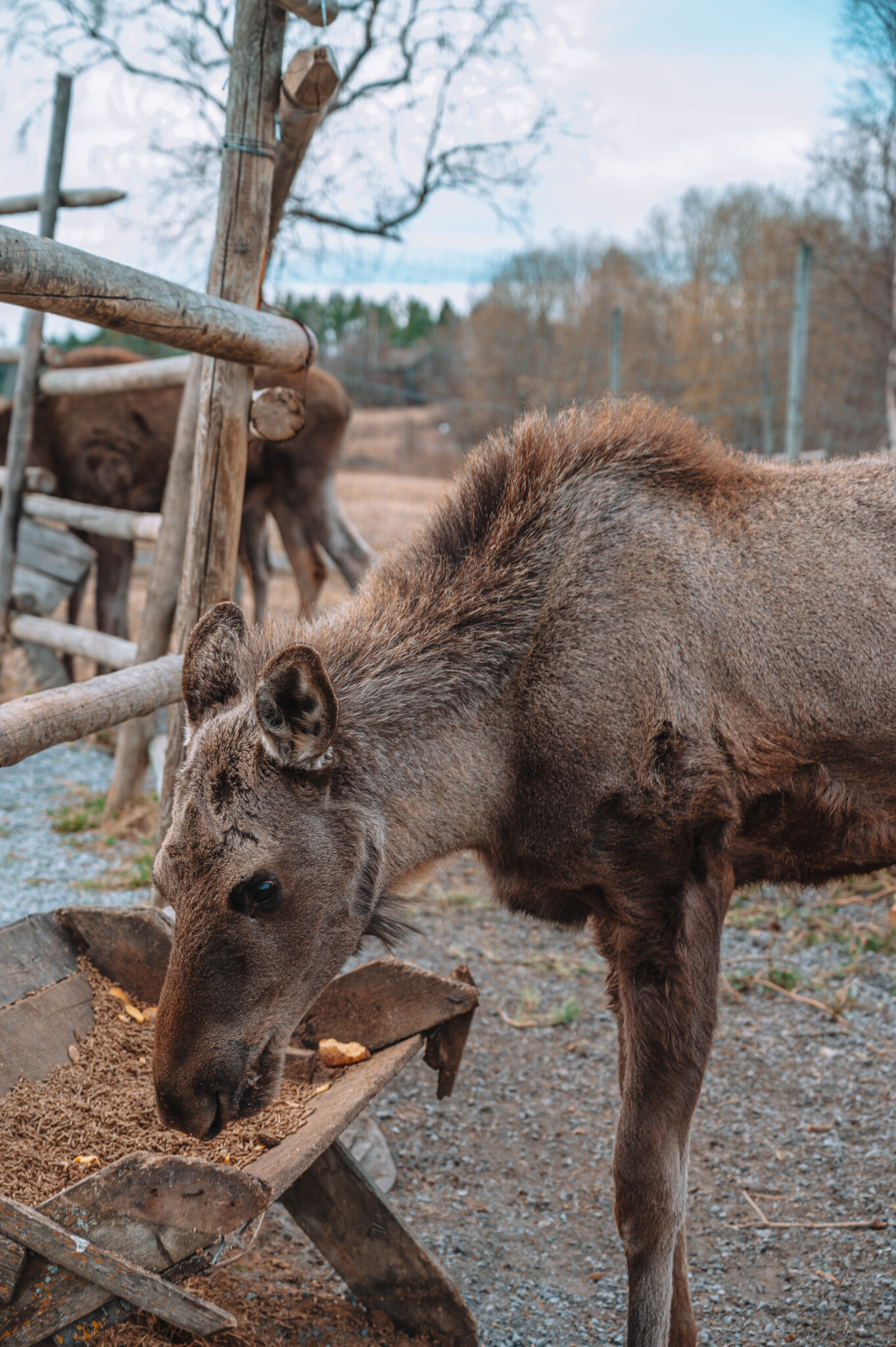 Moose Garden Schweden