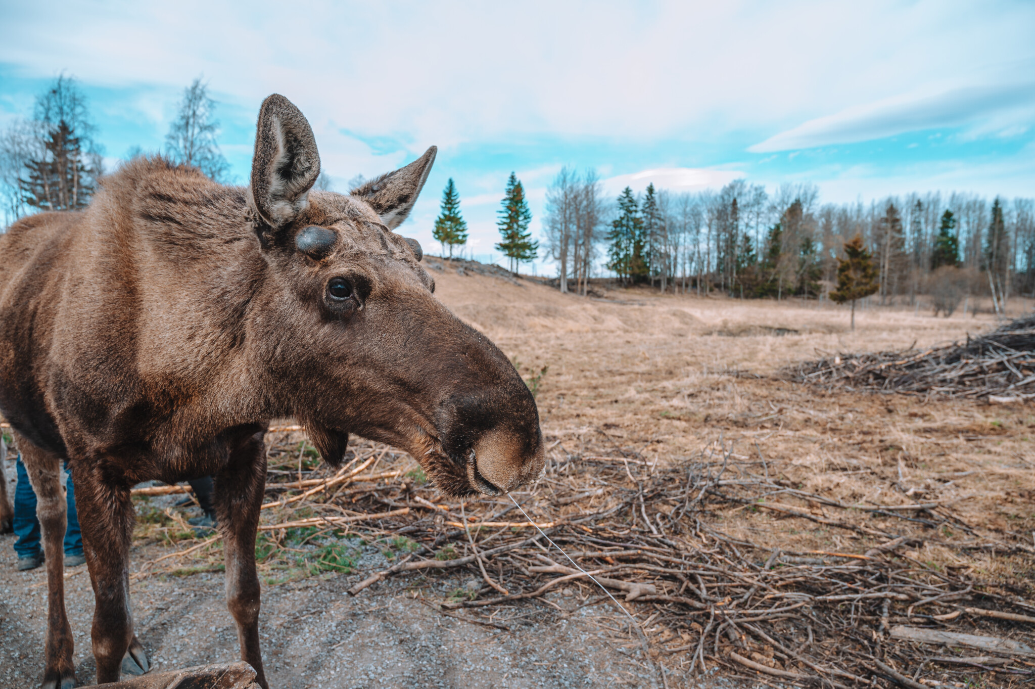 Moose Garden in Östersund, Schweden