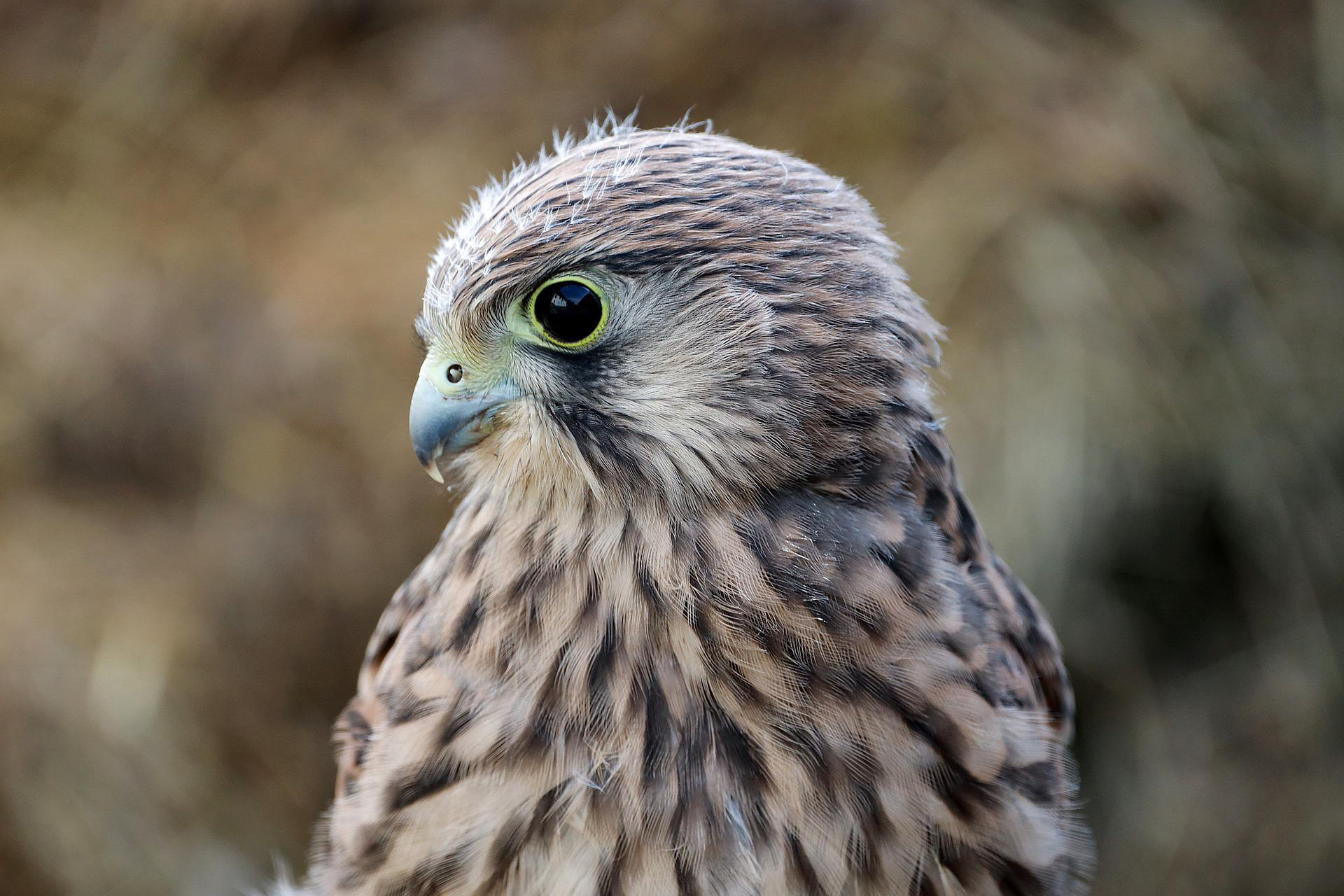 Eine Falke auf dem Falcon Souq in Doha