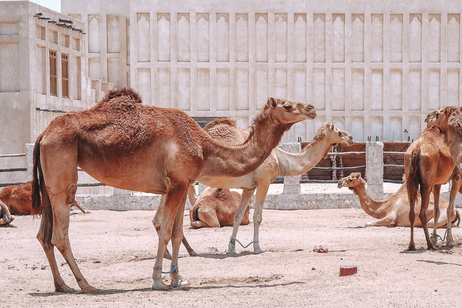Kamelrennen in Katar gehören zu den besten Aktivitäten in Doha
