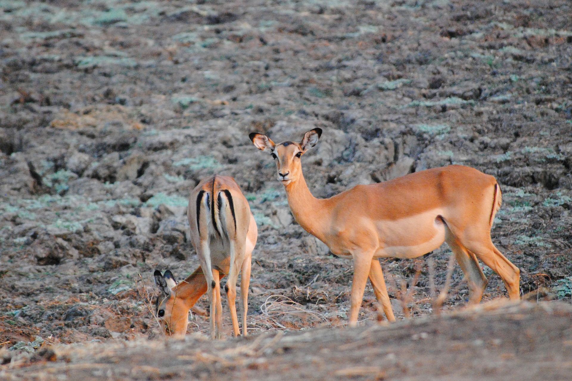 Der Süd-Luangwa in Sambia zählt zu den besten Nationalparks in Afrika