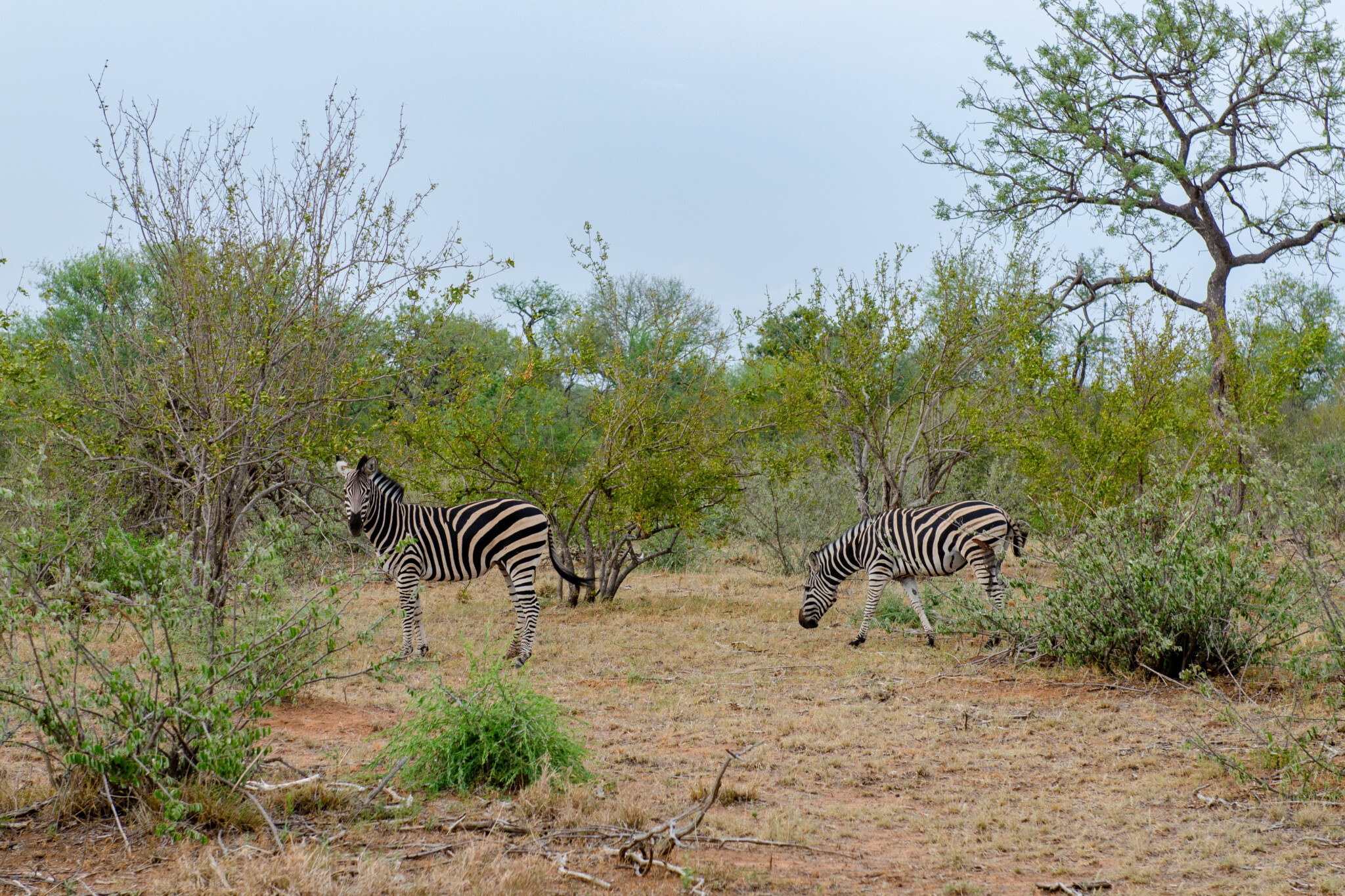 Zebras im Balule Game Reserve in Südafrika