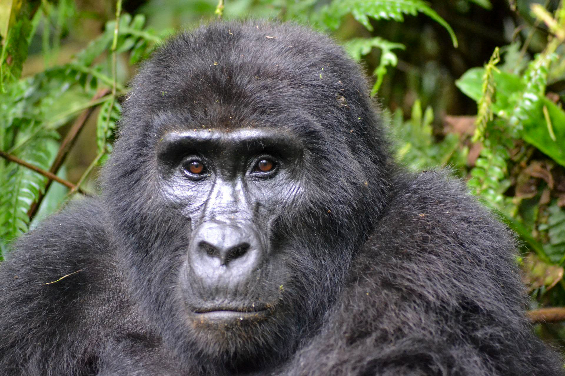 Ein Gorilla im Bwindi Nationalpark in Uganda, einem der schönsten Nationalparks in Afrika