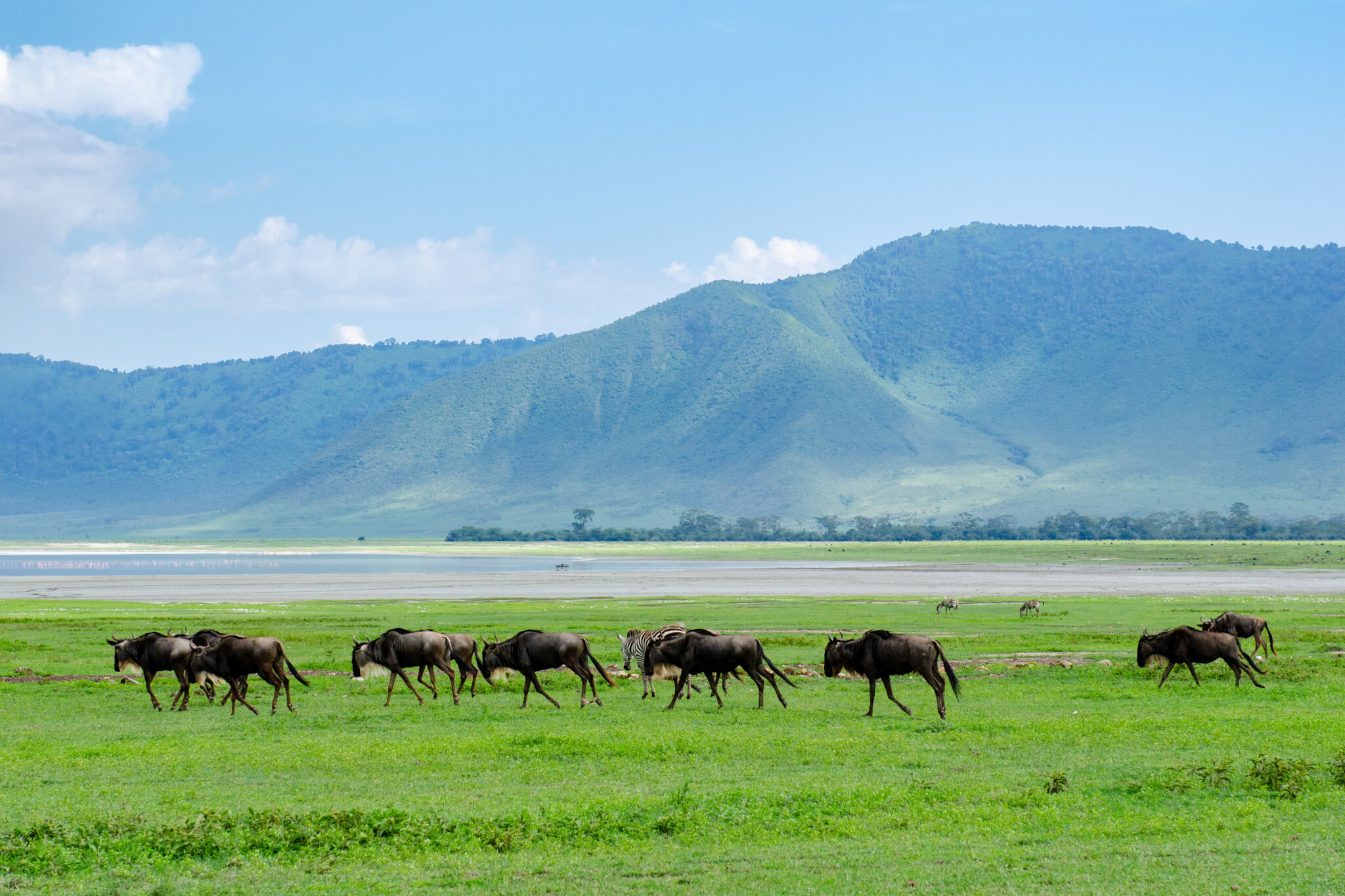 Tiere im Ngorongoro-Krater in Tansania, einem der schönsten Nationalparks in Afrika