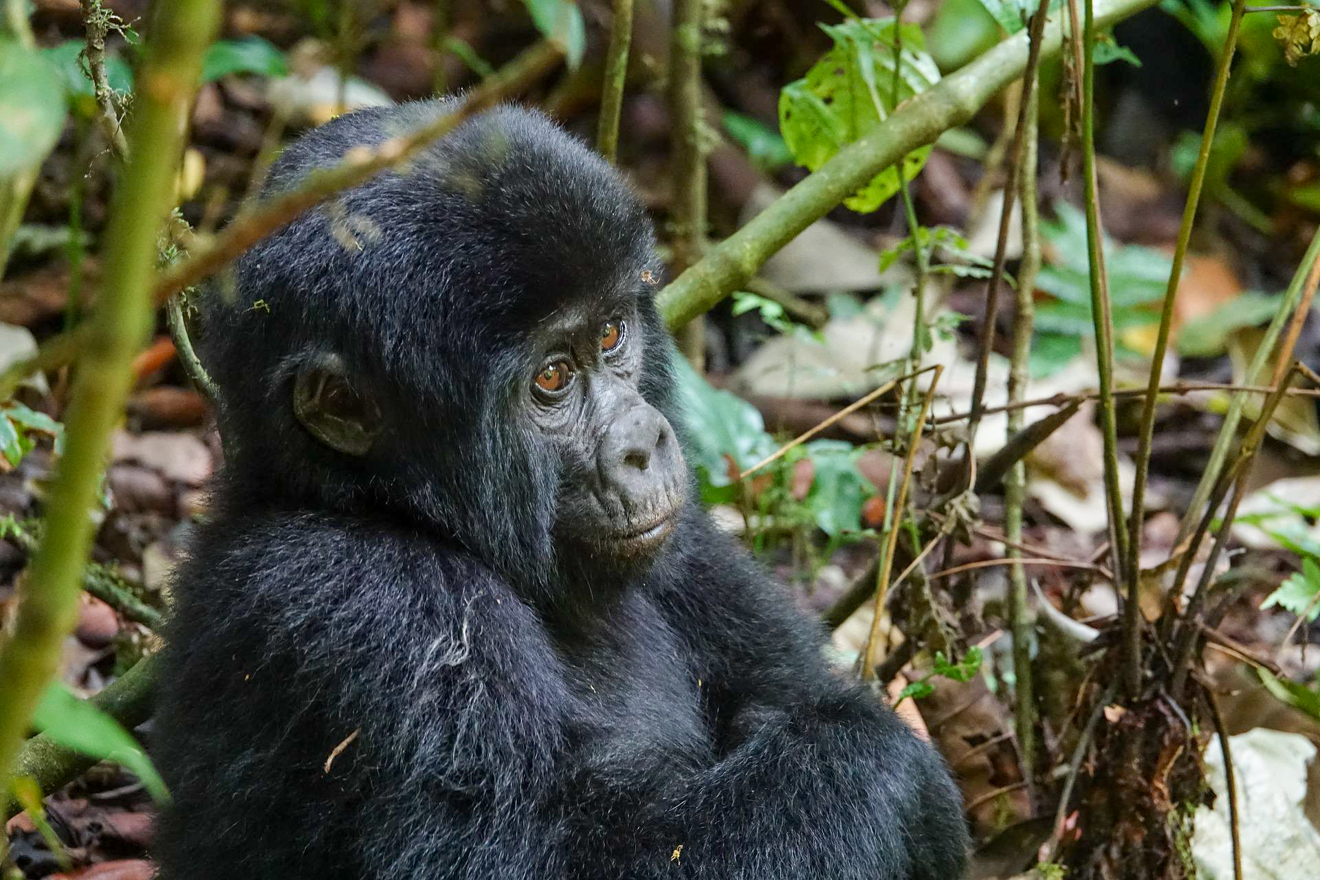 Ein Gorilla-Baby im Volcanoes Nationalpark in Afrika