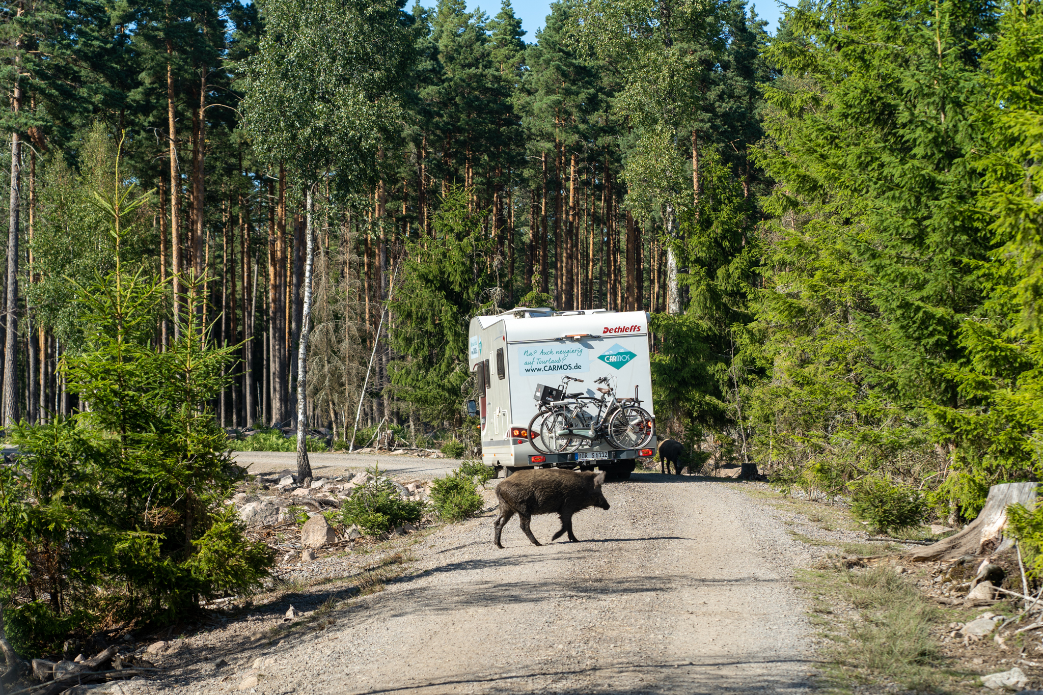 Im Kosta Safaripark in Südschweden geht man alleine auf Safari