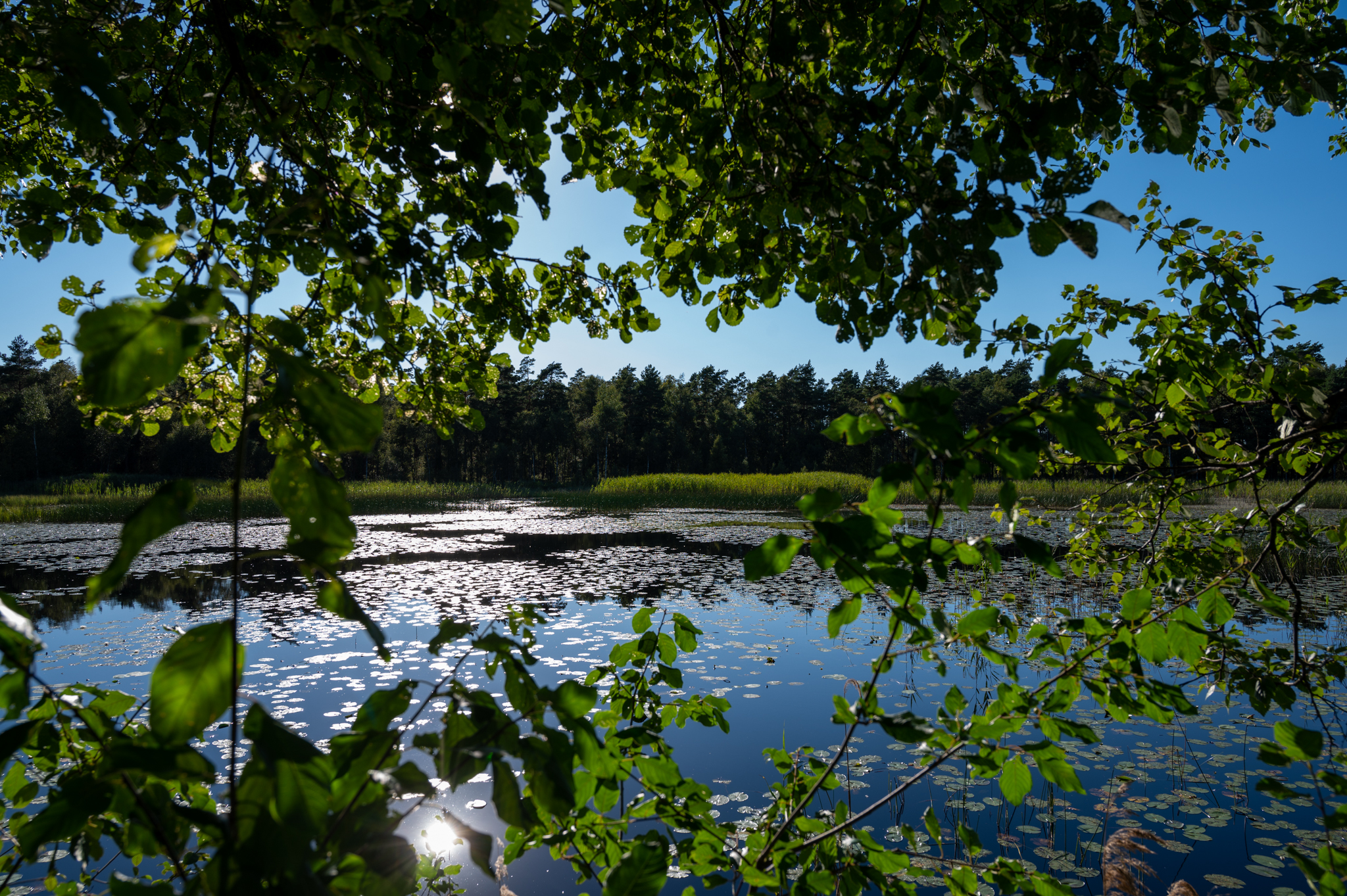 Der Lake Åsnen in Småland in Schweden