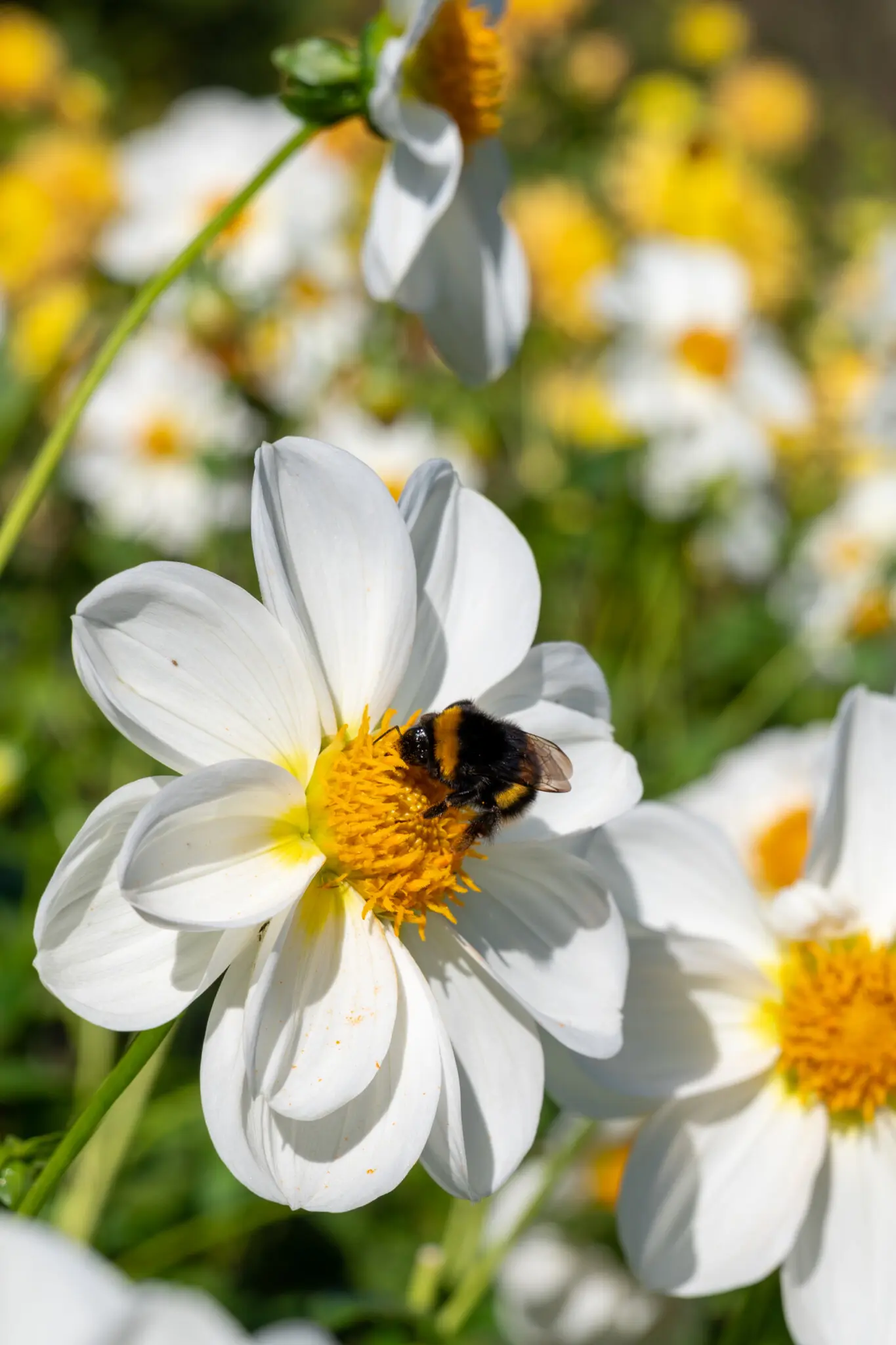 Hummel auf einer Blume auf der Insel Mainau am Bodensee