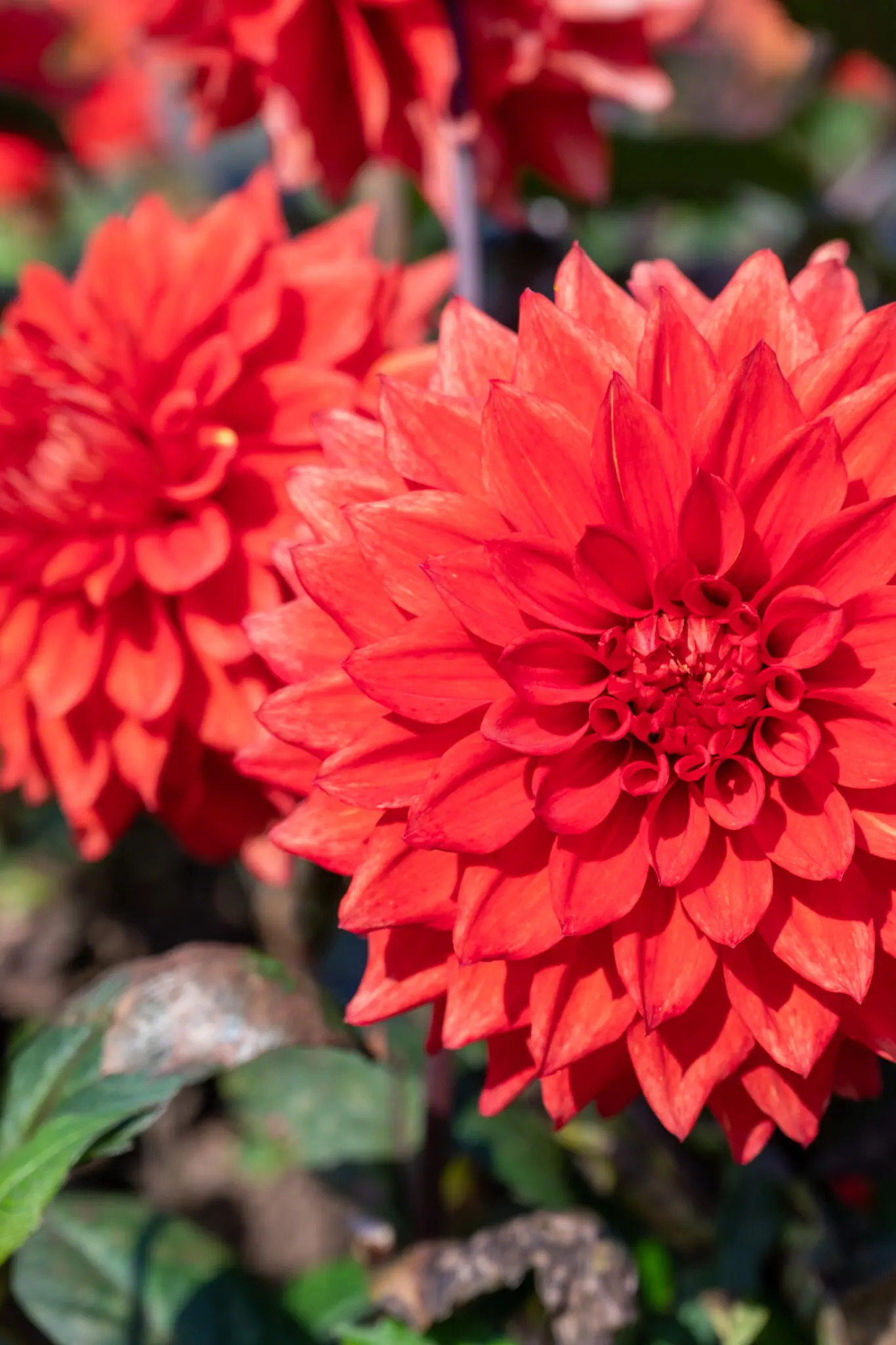 Dahlien auf der Insel Mainau am Bodensee