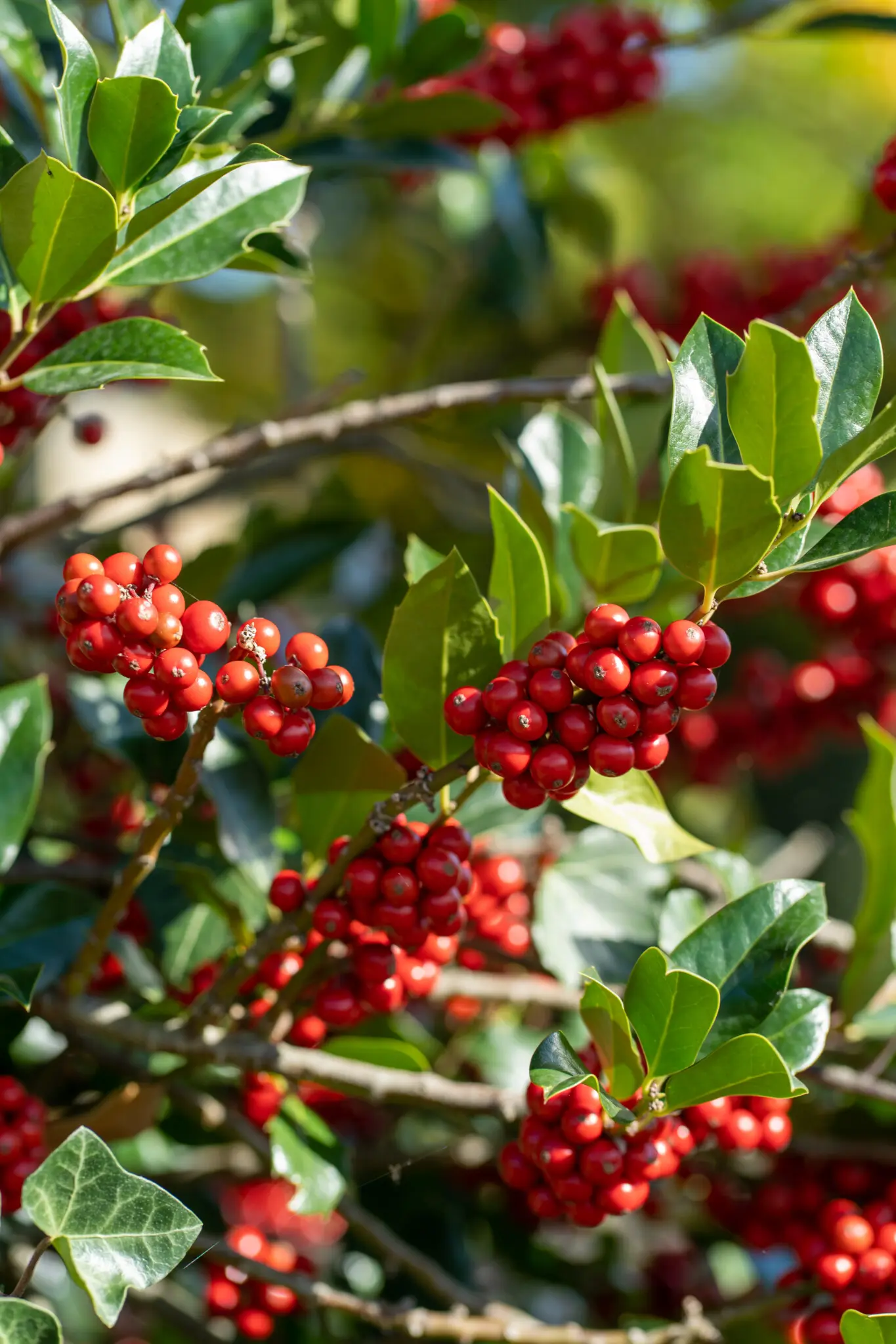 Beeren in Mannenbach am westlichen Bodensee