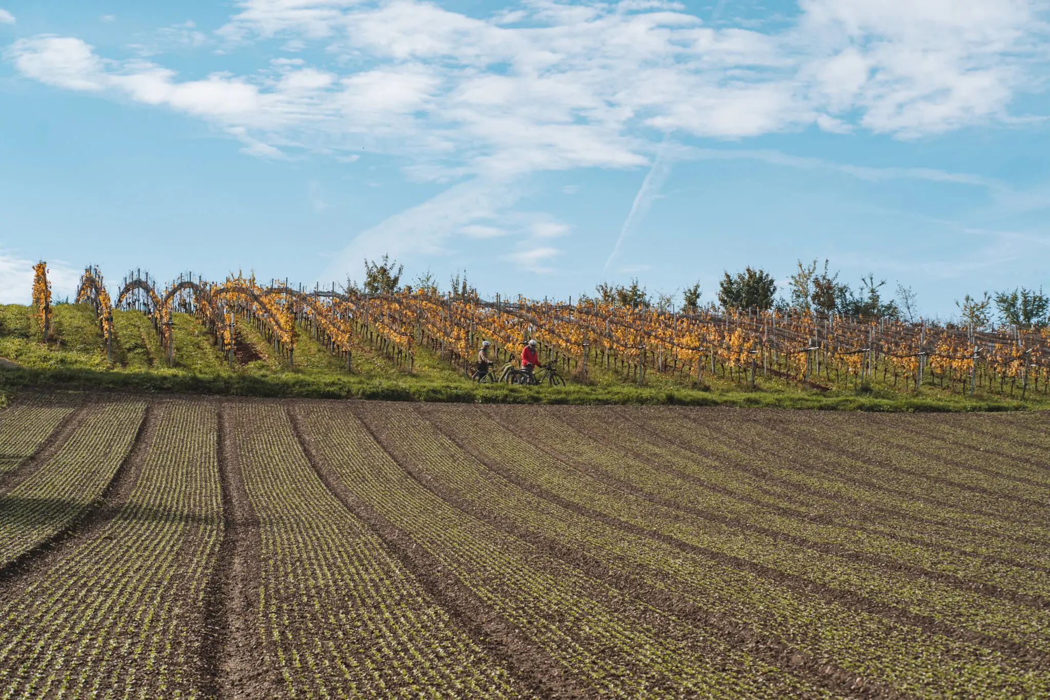 Der Weinanbau ist für die Insel Reichenau sehr wichtig