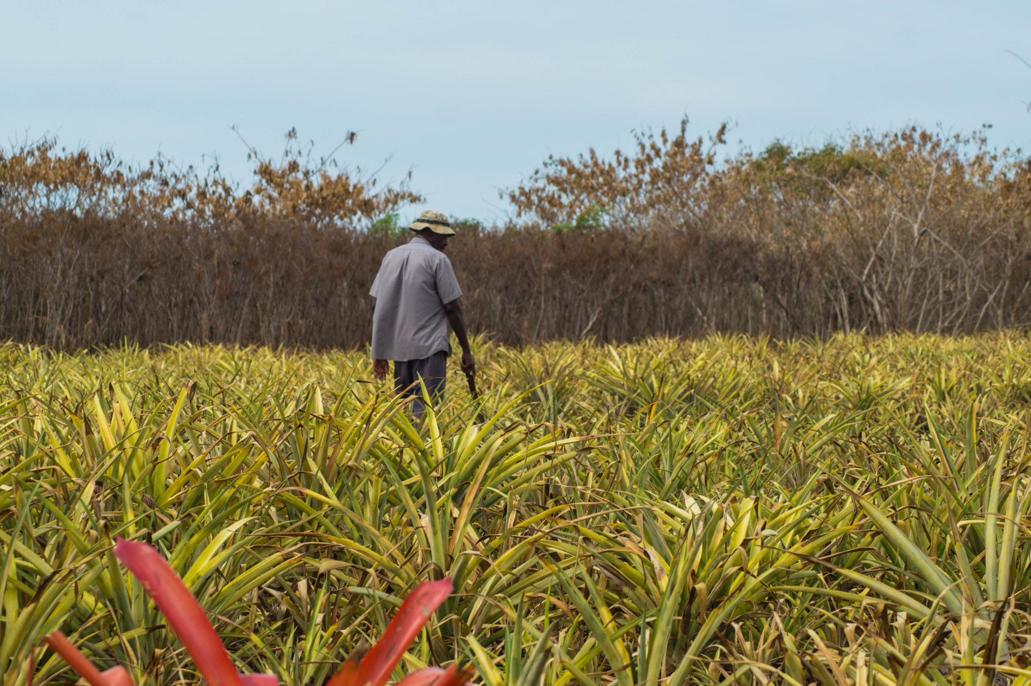 Pineapple Farm auf Eleuthera