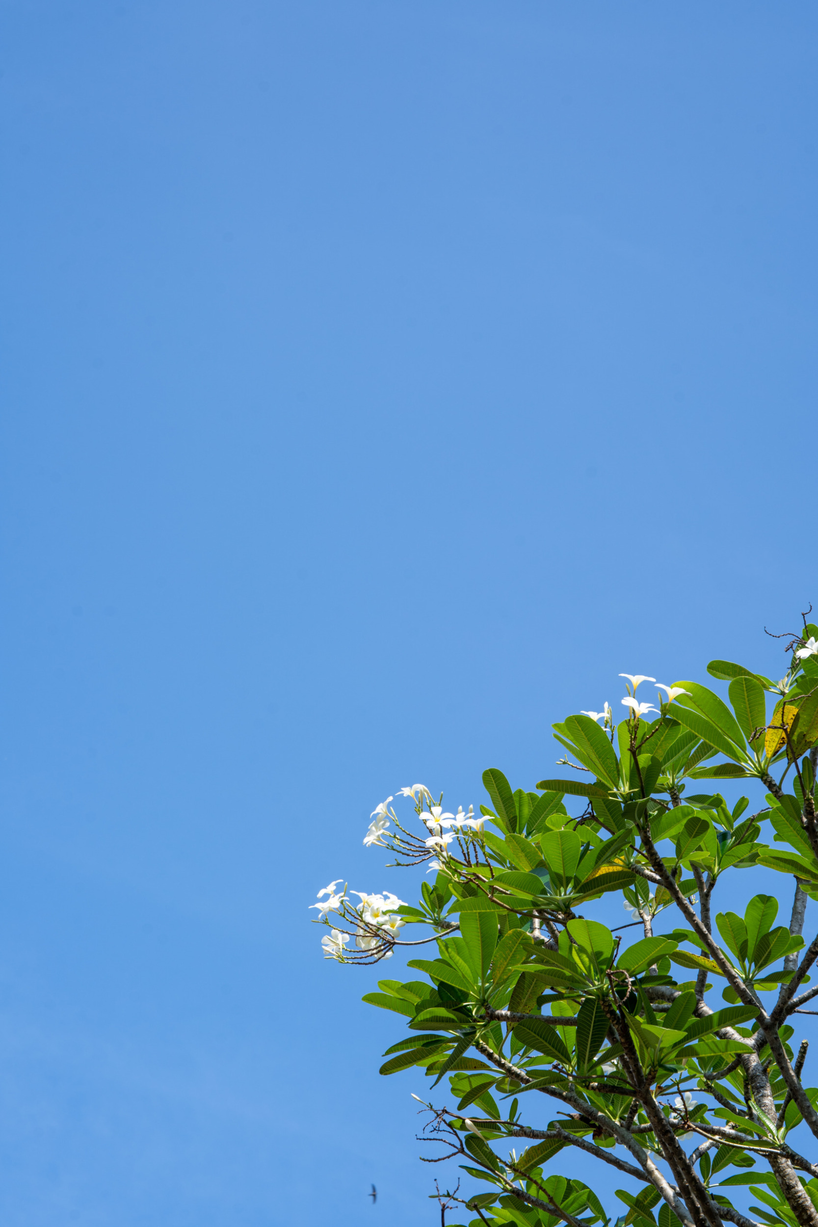 Frangipani im Hyatt Regency Bali